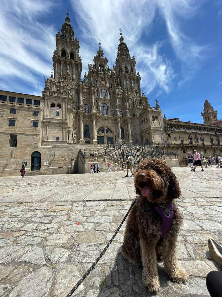 Camino Francés from Sarria to Santiago with your Dog-8