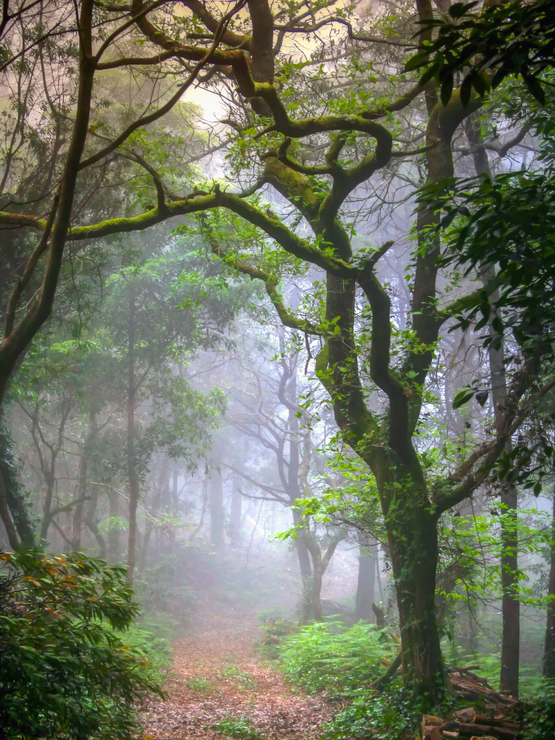 Sintra Heritage and Coastal Trails-20