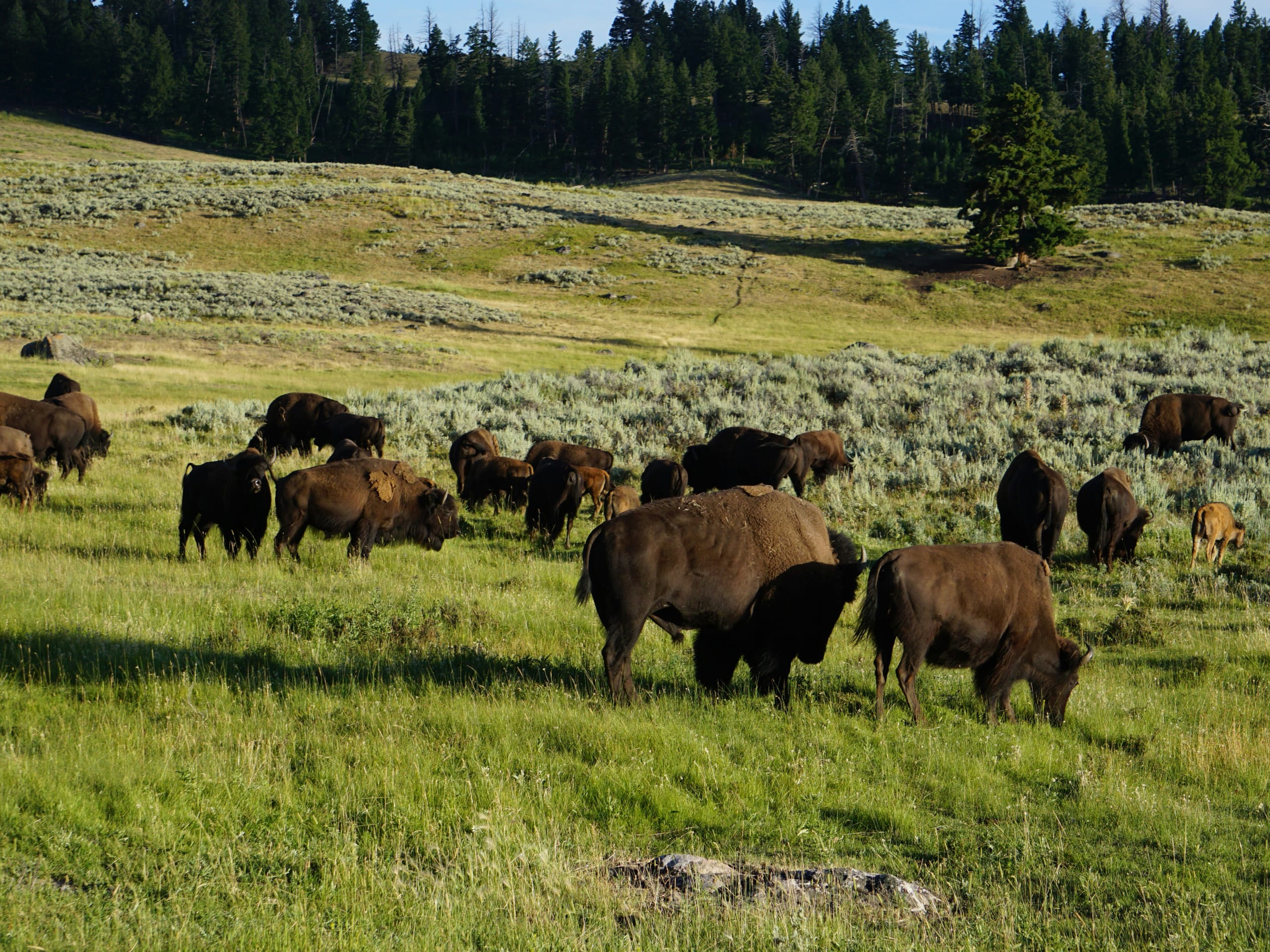 Yellowstone Beginner Backpacking Tour-3