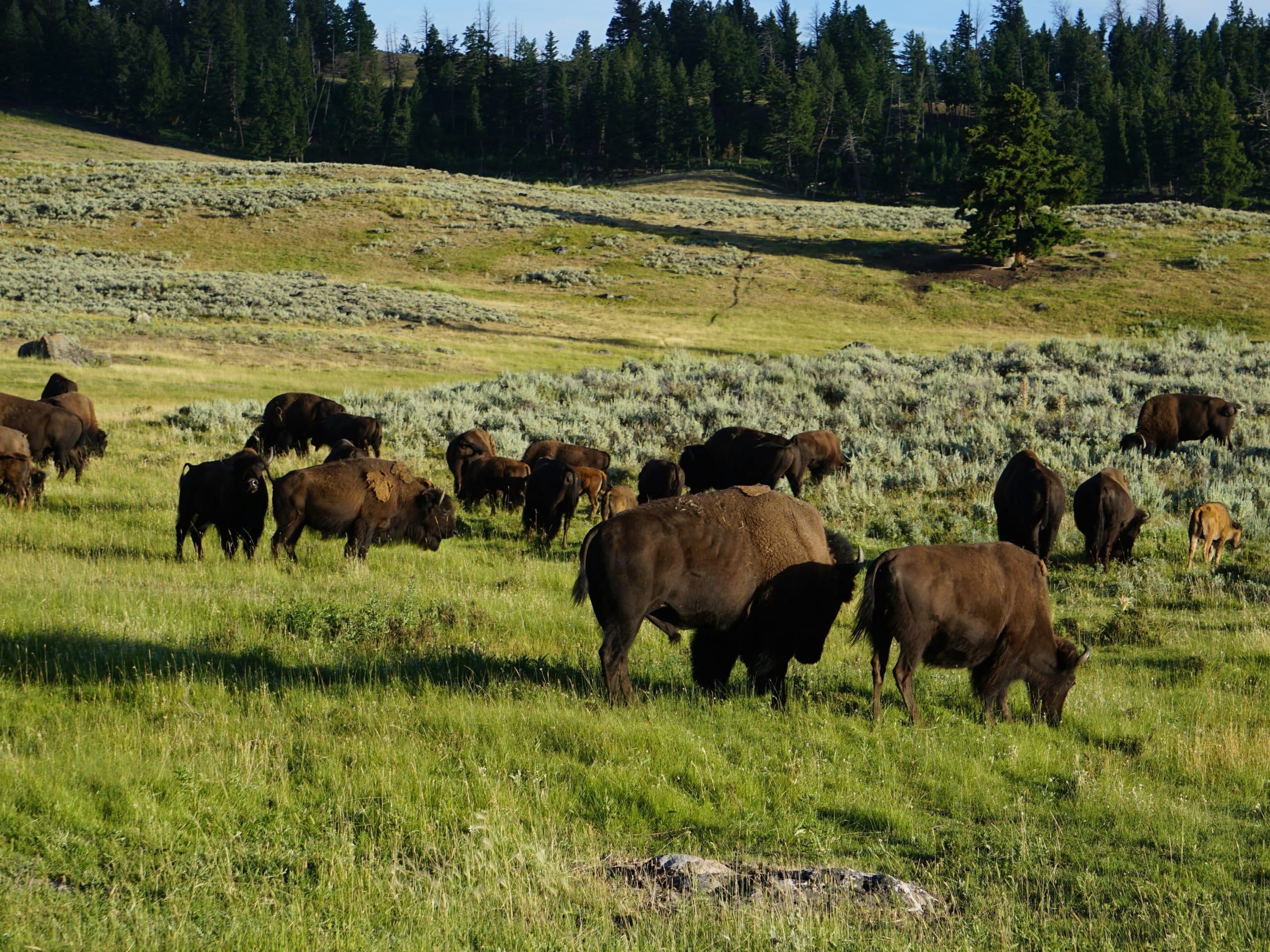 Yellowstone Sky Rim Backpacking Tour-9