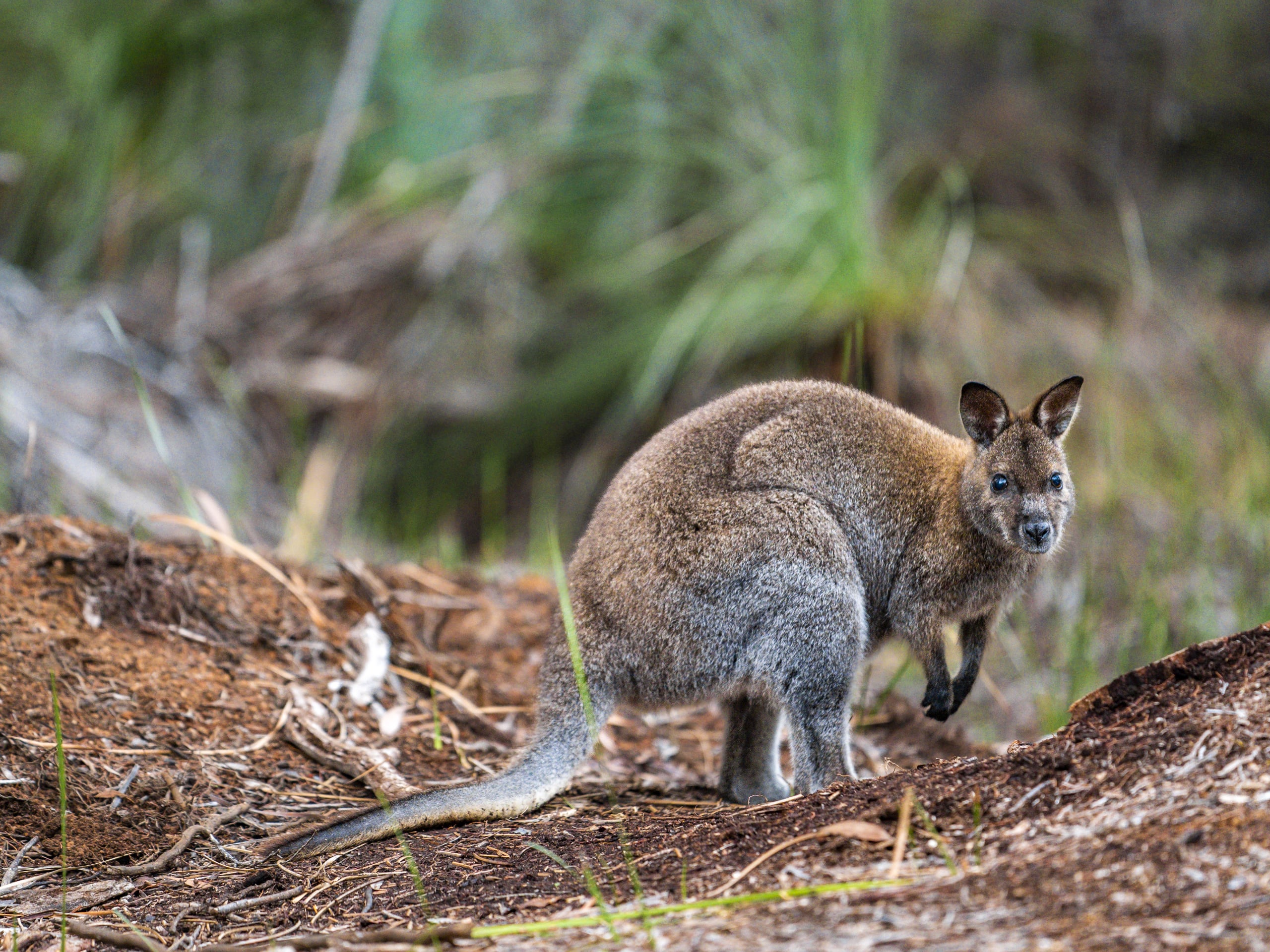 Flinders Island Walking Tour-10