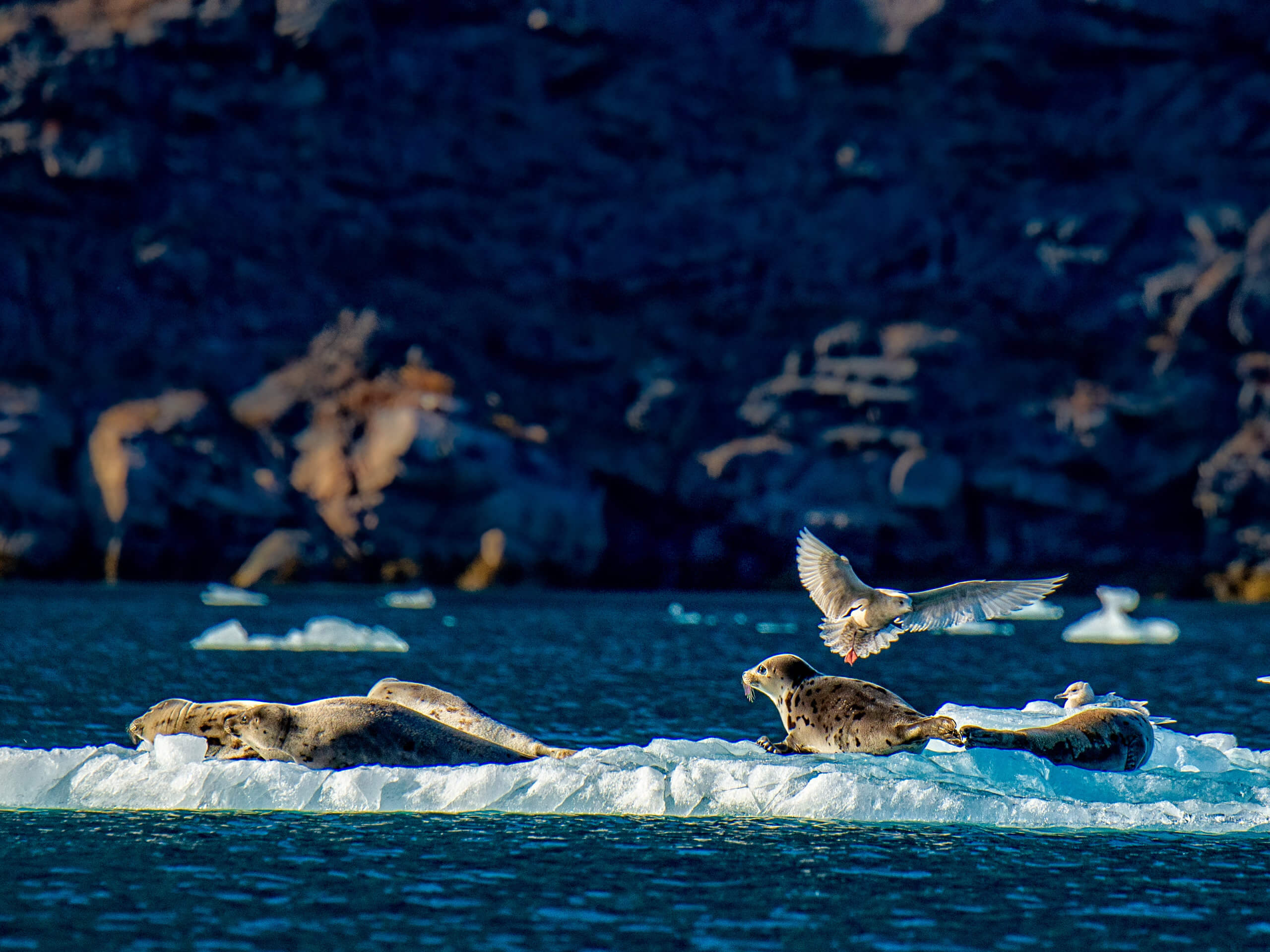 Heart of the Arctic Expedition-14