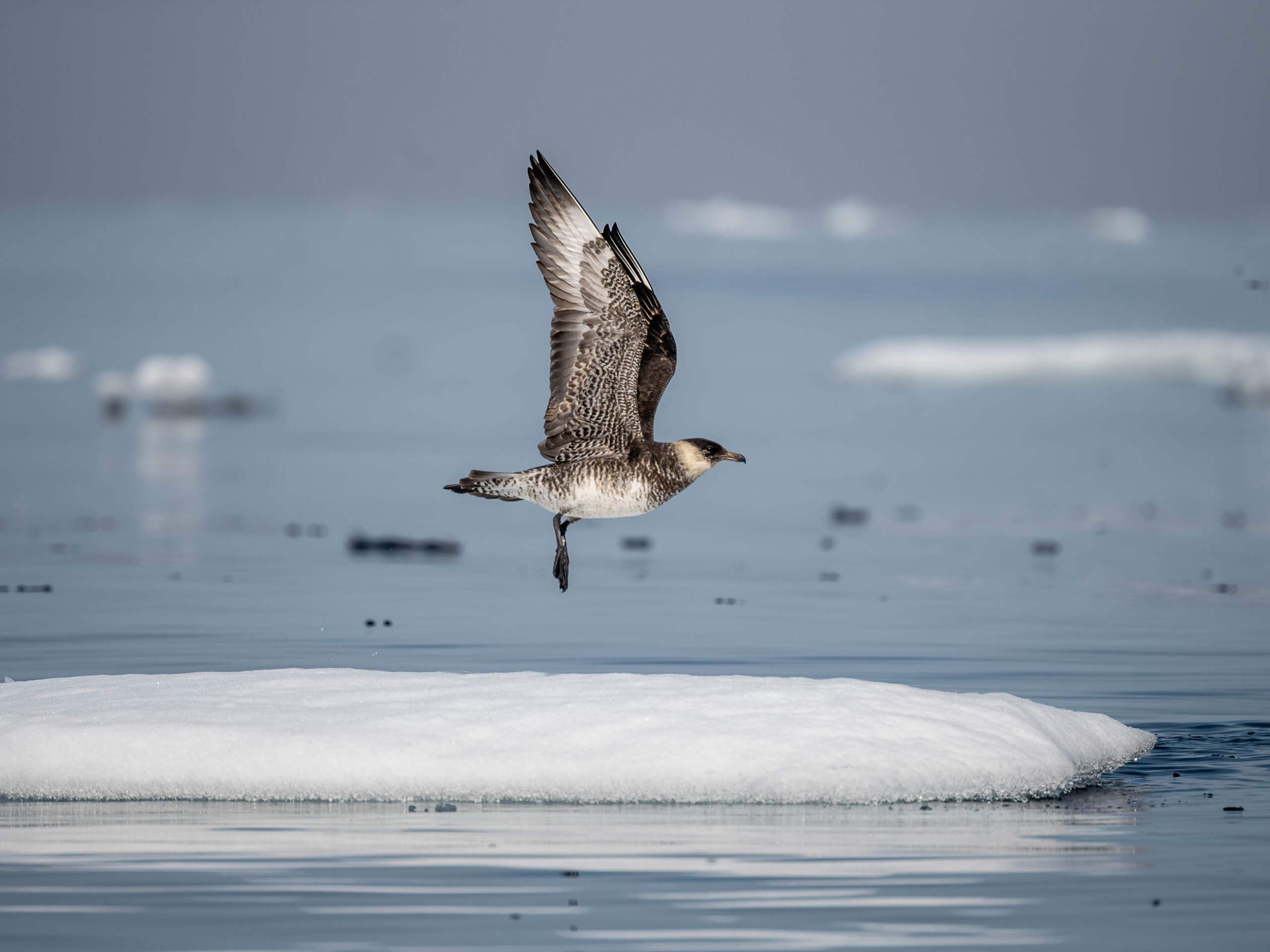 Iceland to Greenland Cruise Expedition-4