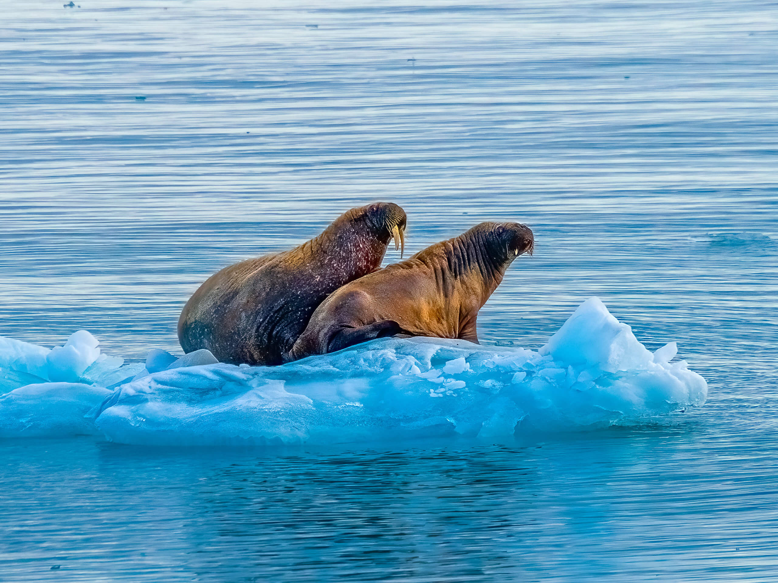 Into the Northwest Passage Expedition-14