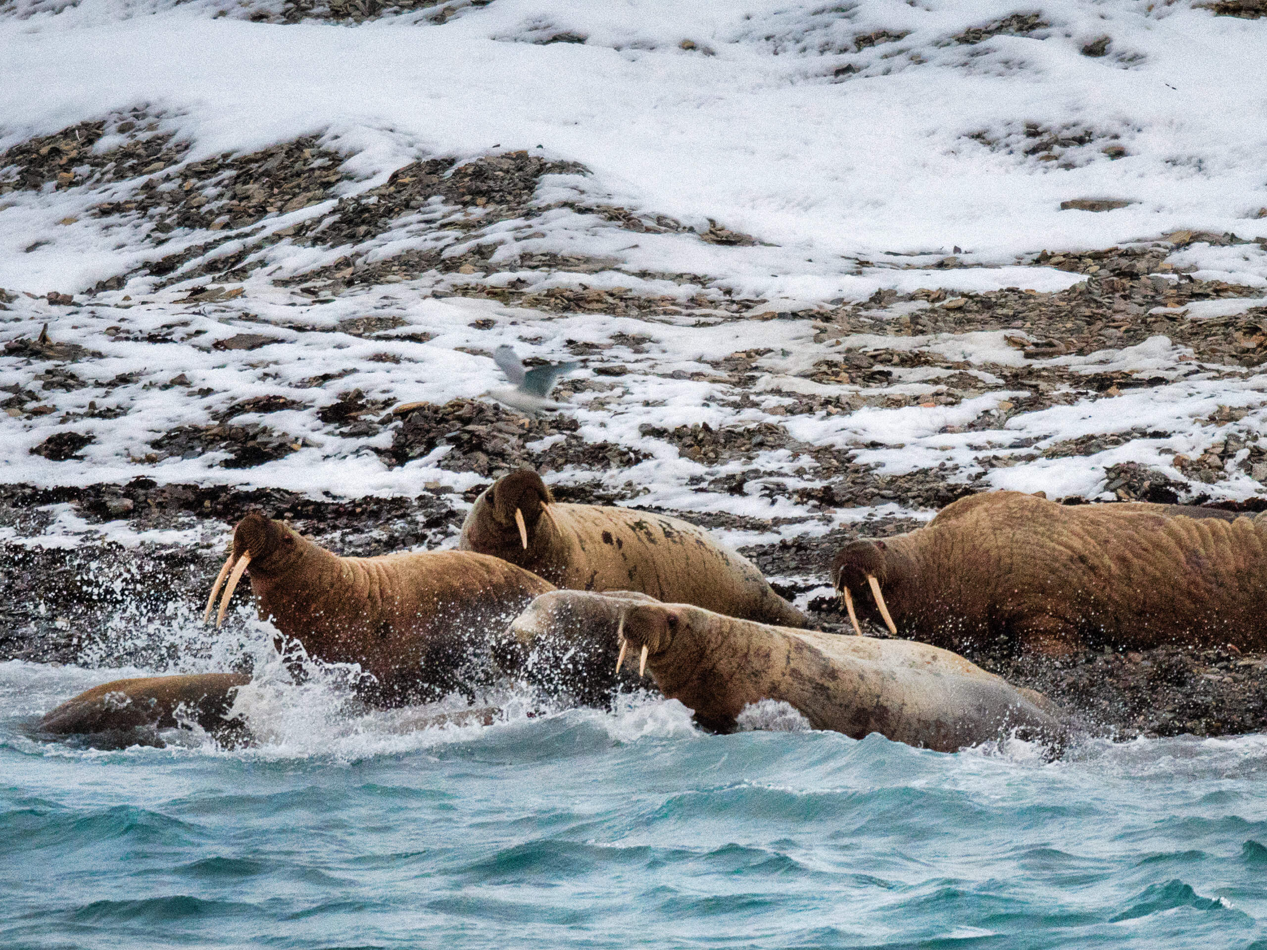 Into the Northwest Passage Expedition-3