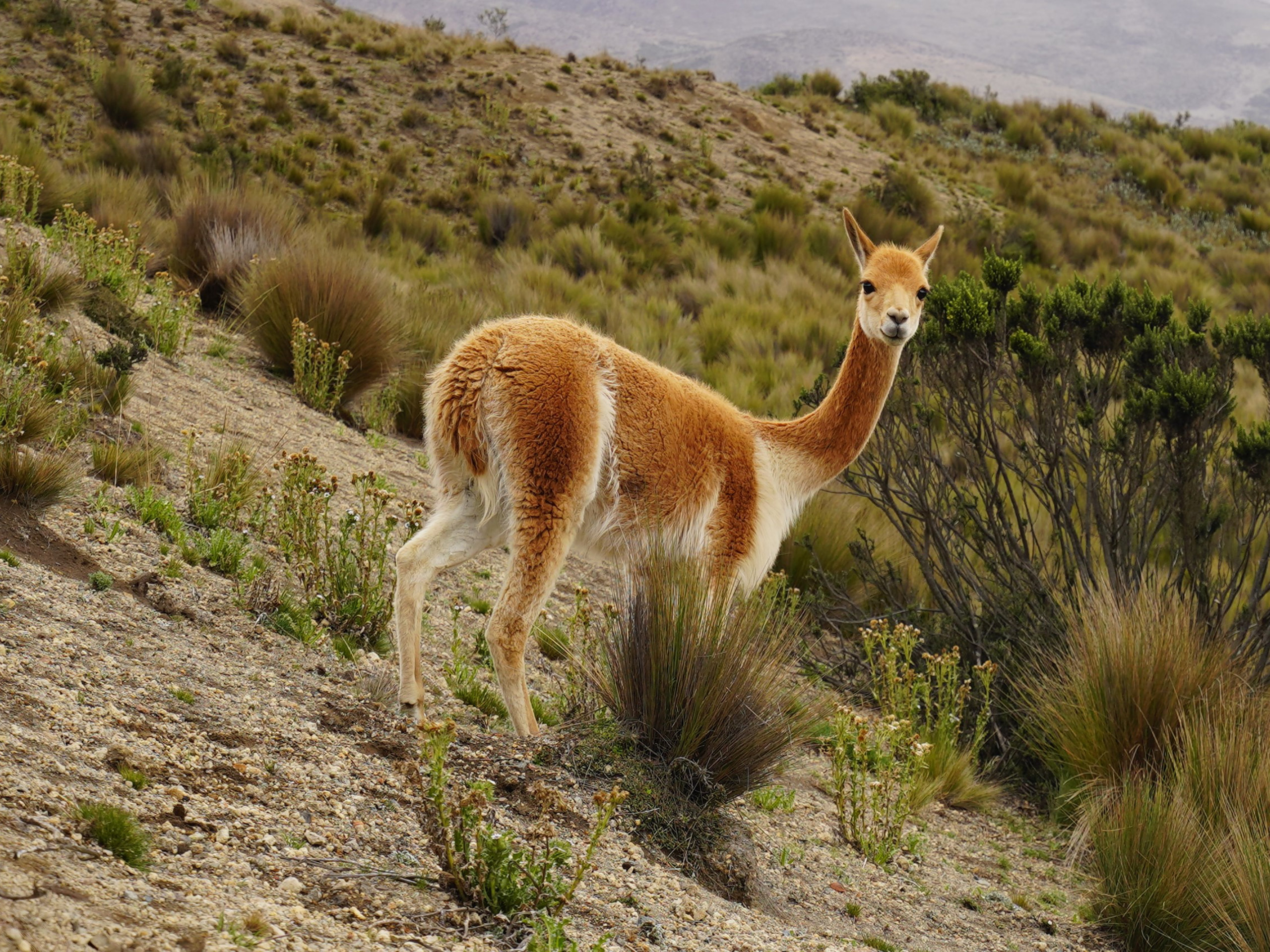 Trekking in Ecuador-29