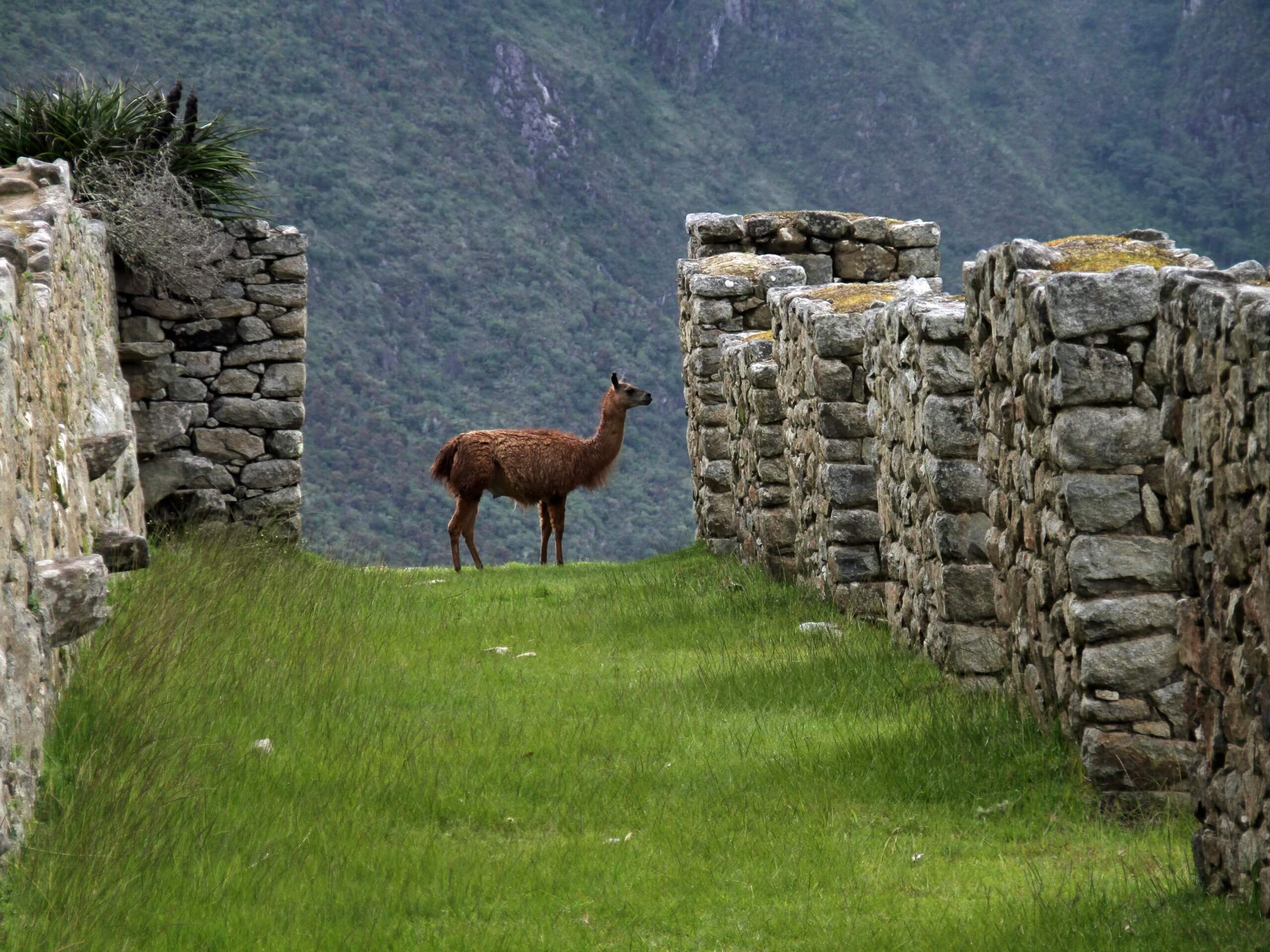 Classic Inca Trail Private Trek-7