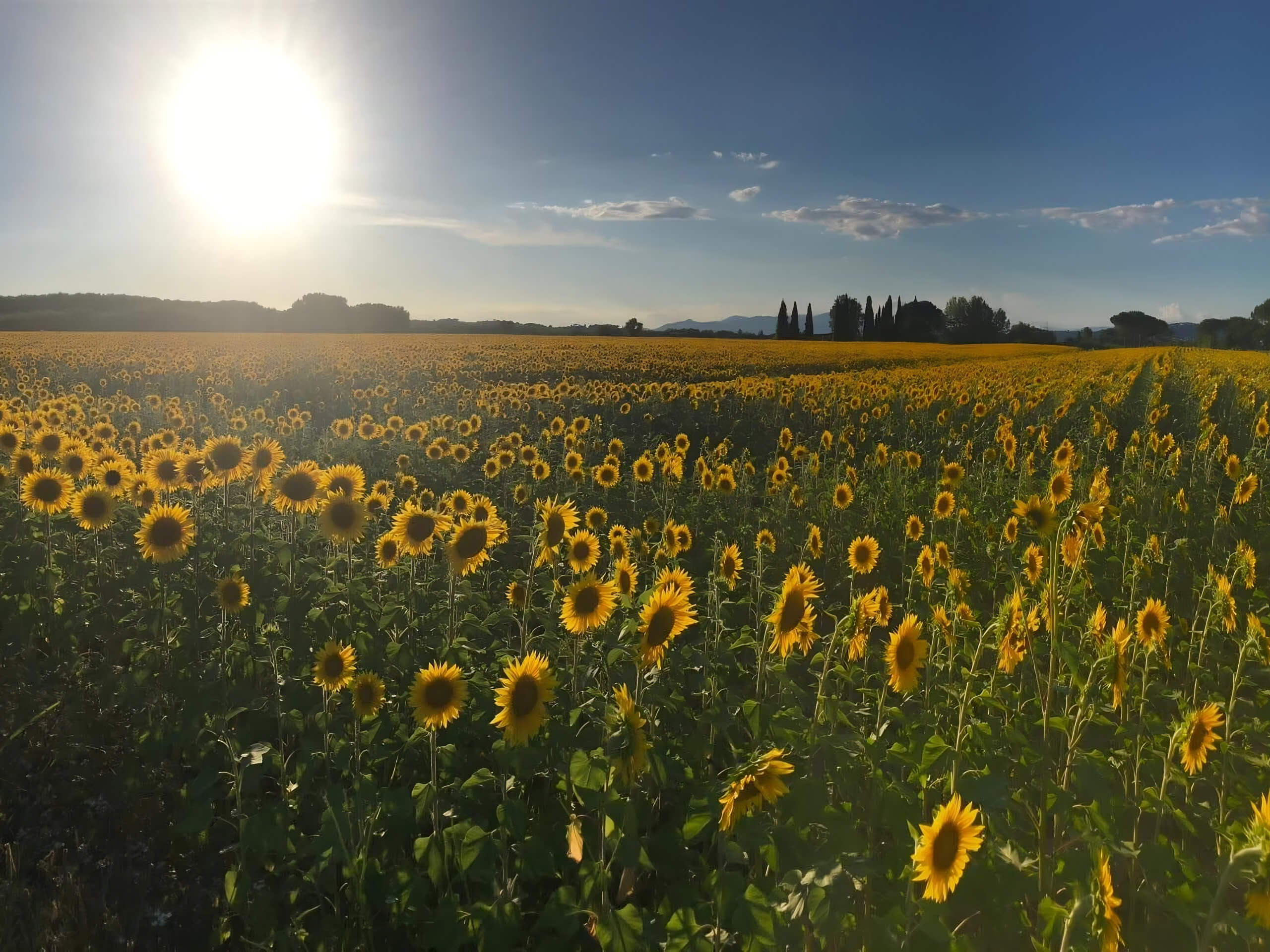 Sunflowers Field