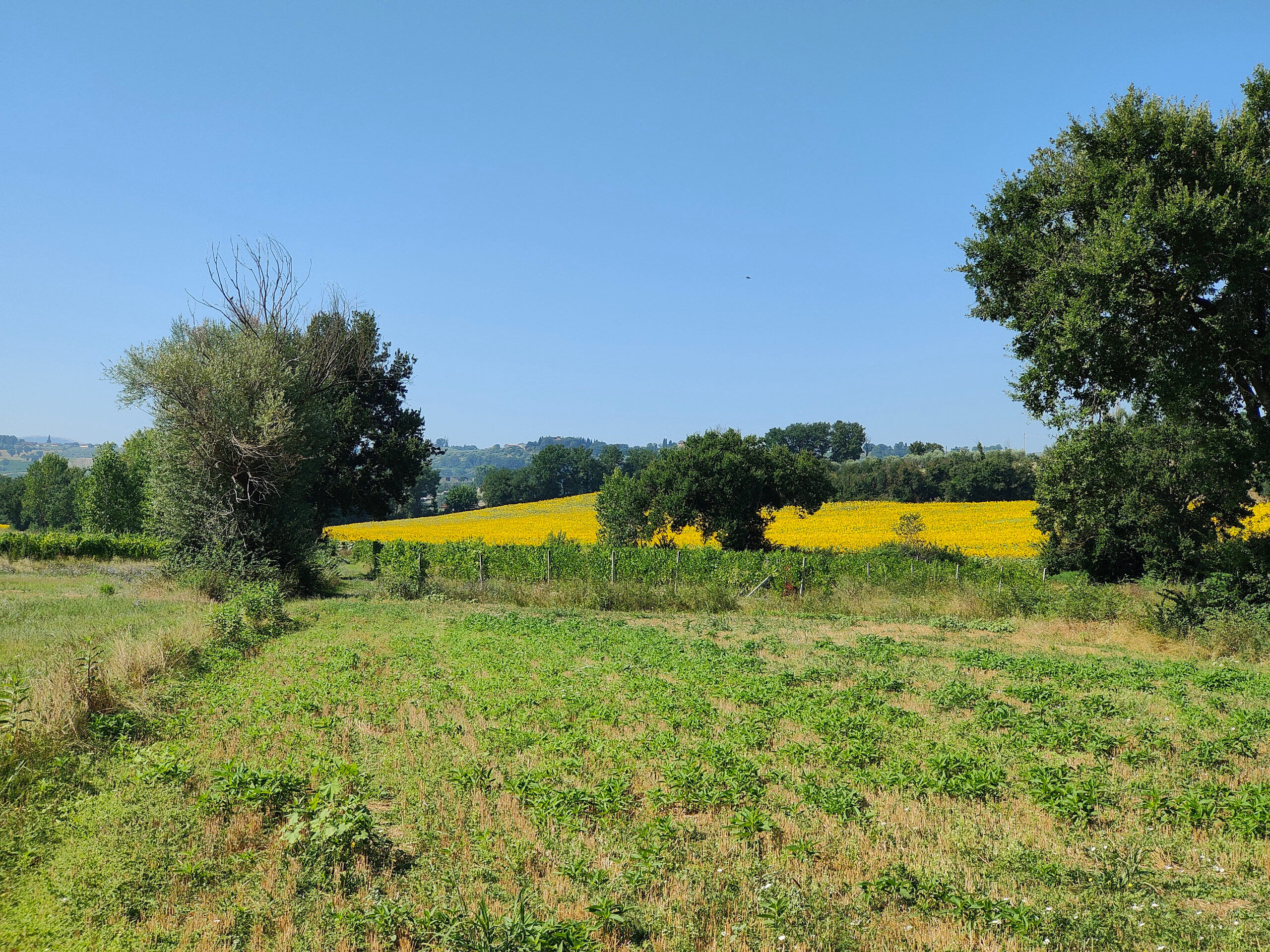 Sunflowers