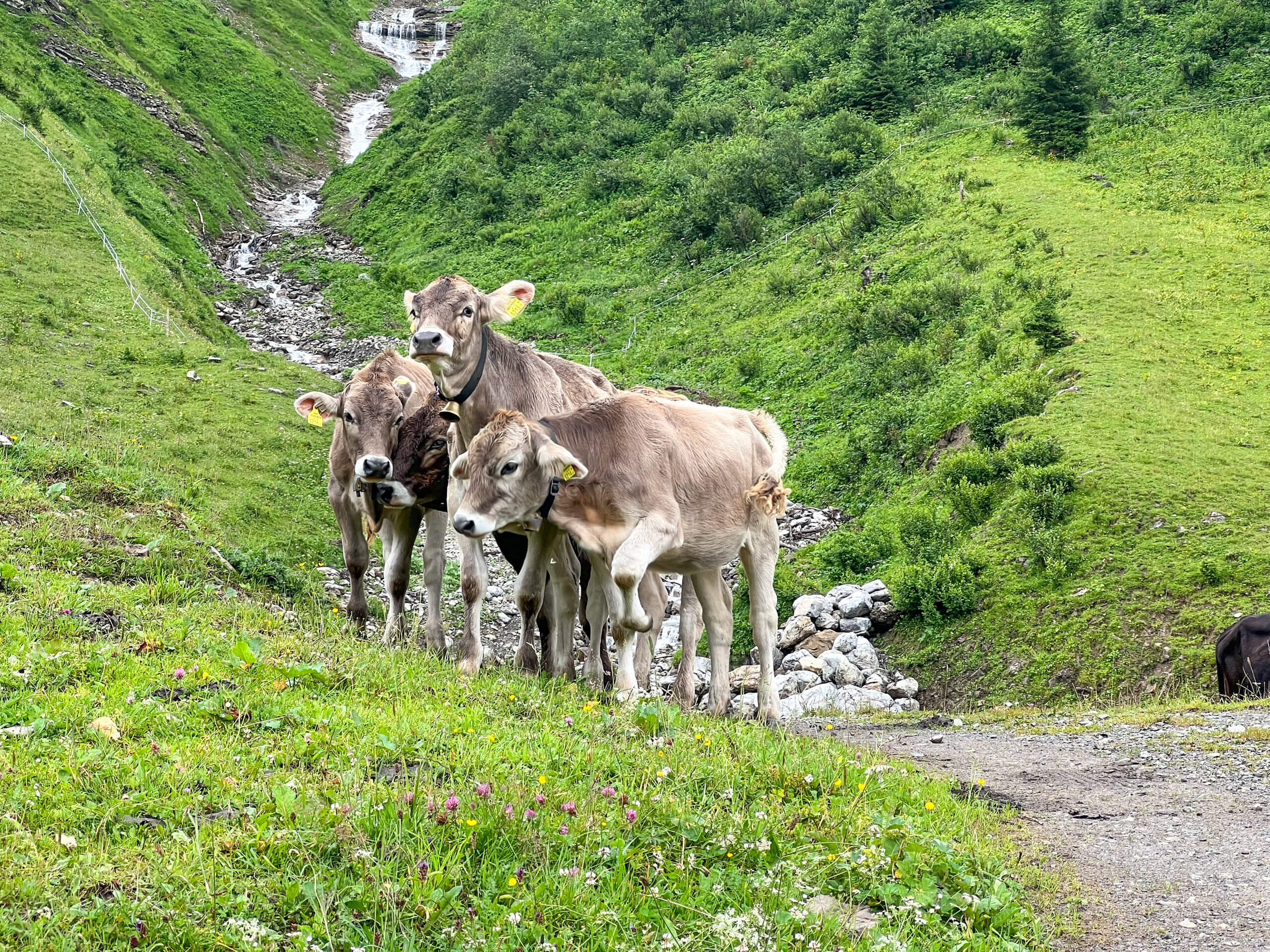 Allgäu and Lechtal Alps Trek-6