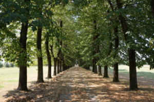 Via Francigena 3: Pavia to Fidenza