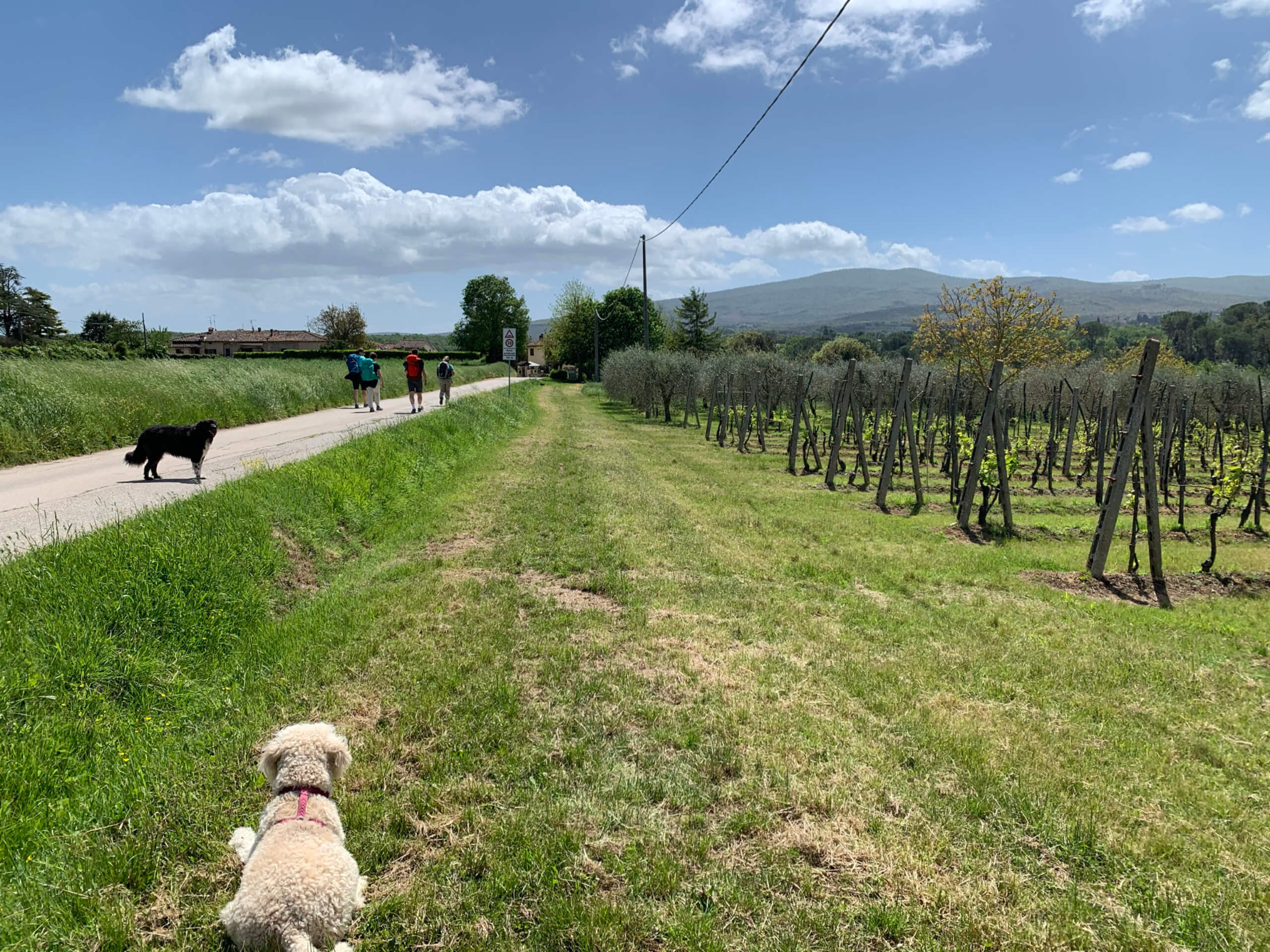 The Heart of Via Francigena-19