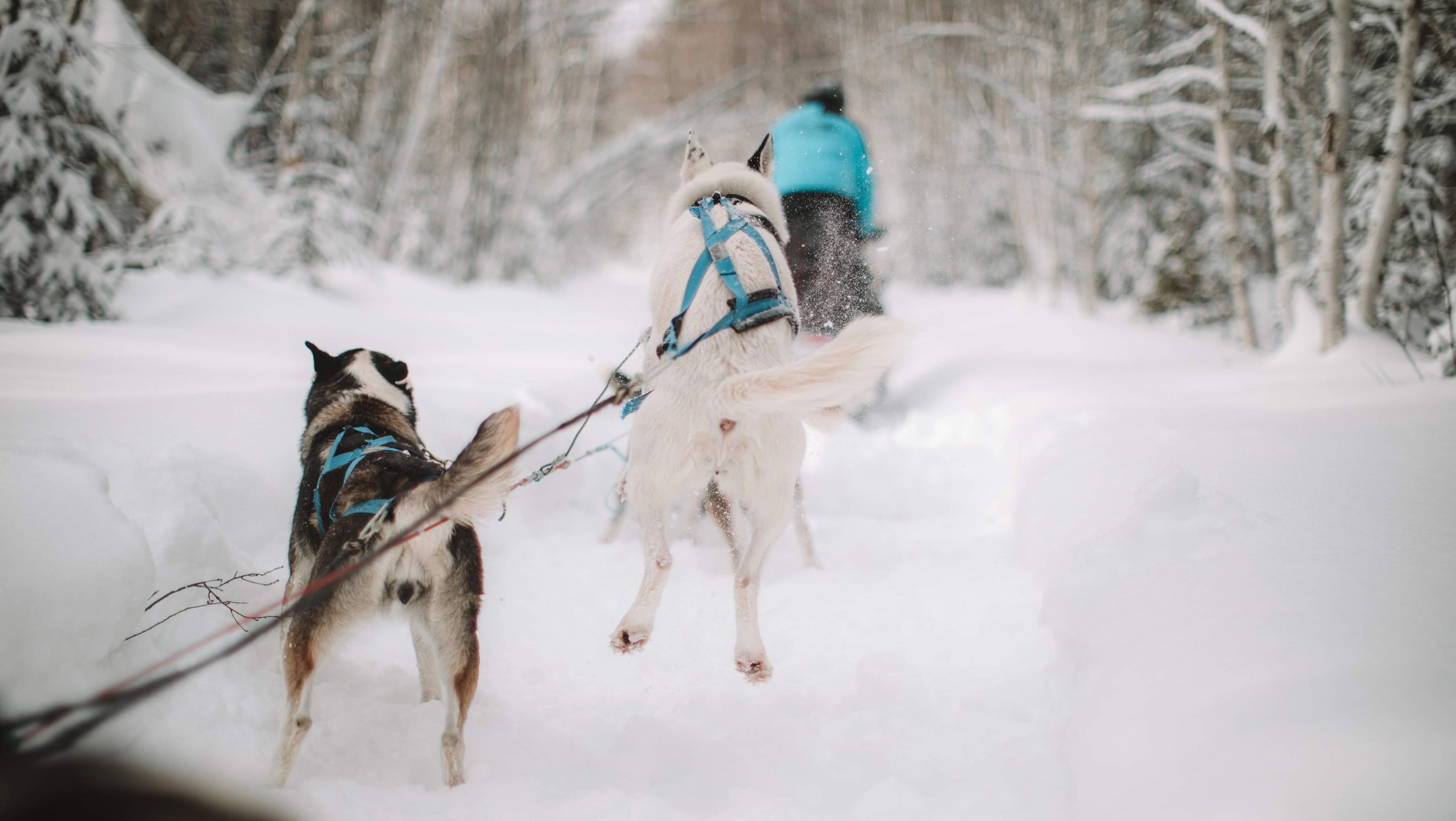 5-Day Winter Adventure in Laurentians