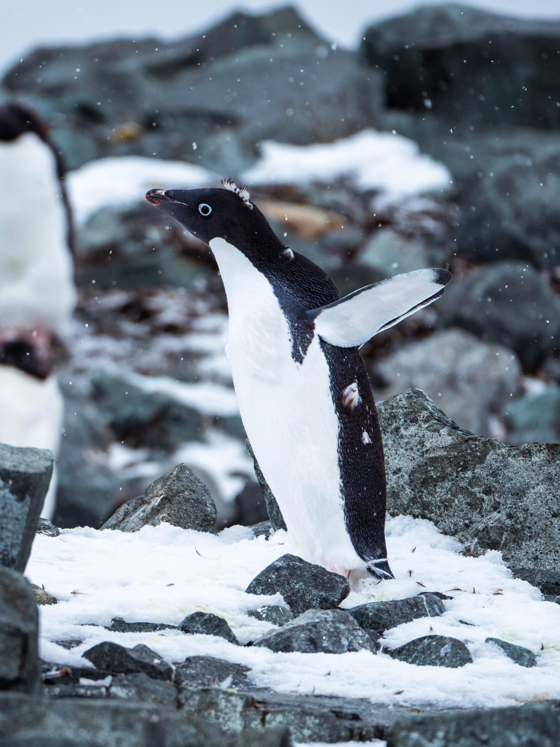 Adelie Penguin, Prospect Point, Antarctica