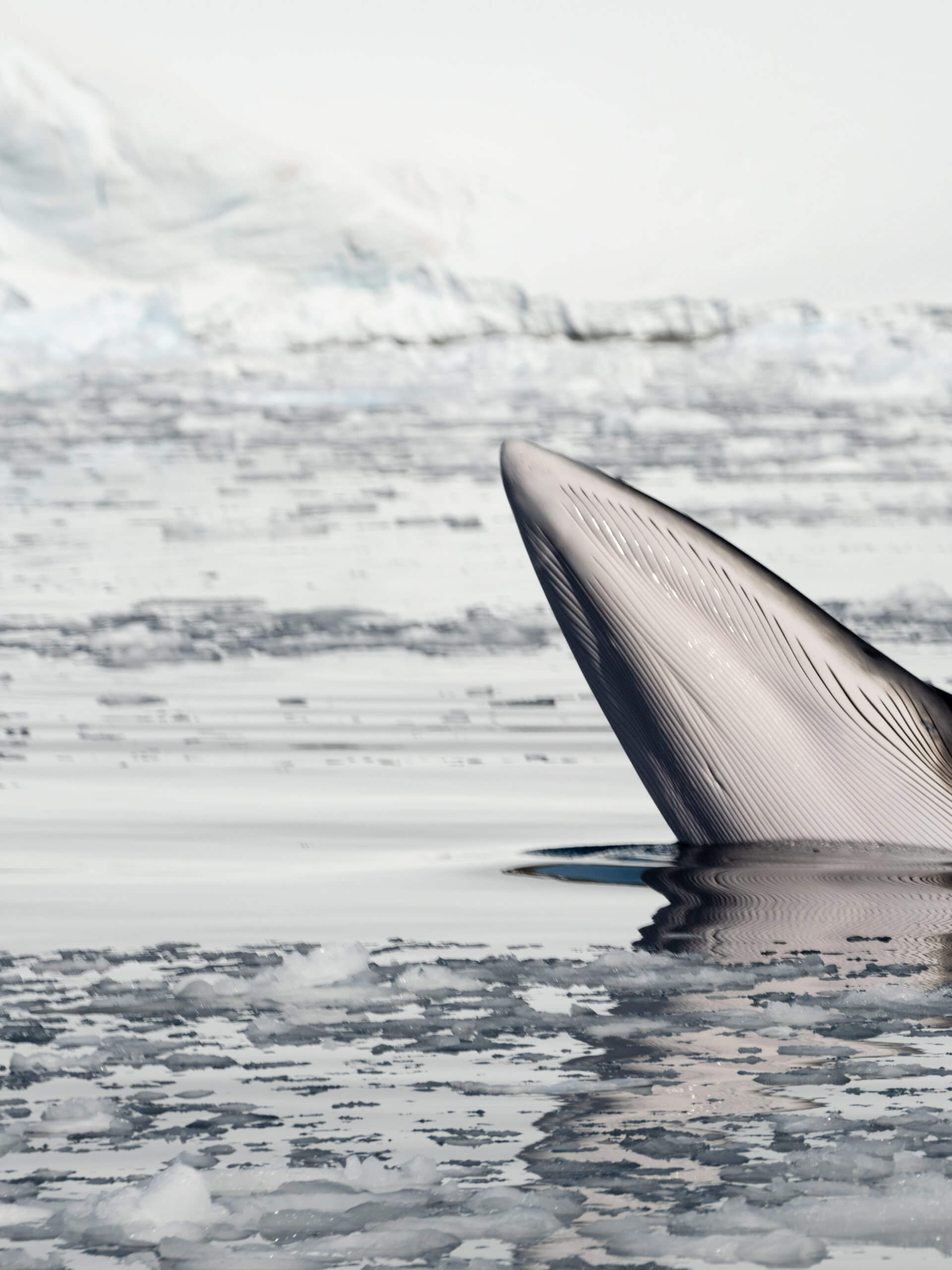 Antarctic Minke Whale, Antarctica