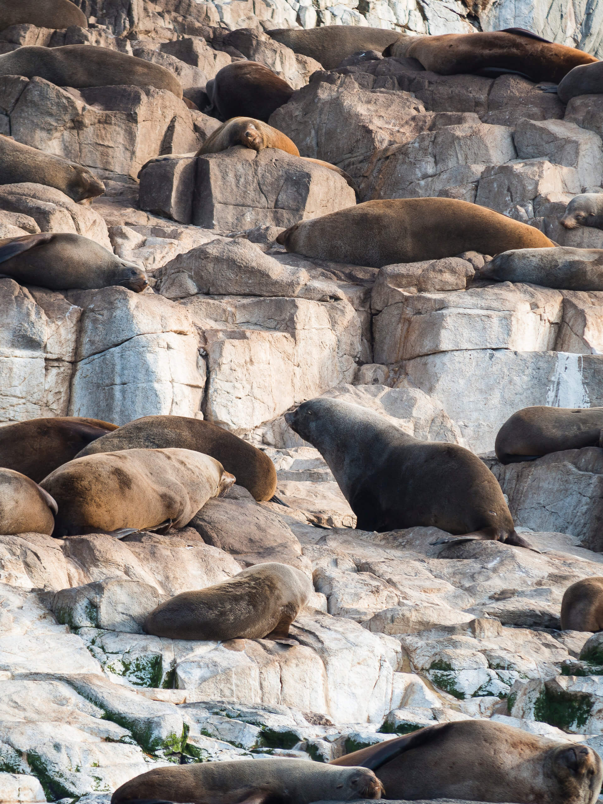 Australian Fur Seals Louging on Cliff, Bruny Island, Tasmania