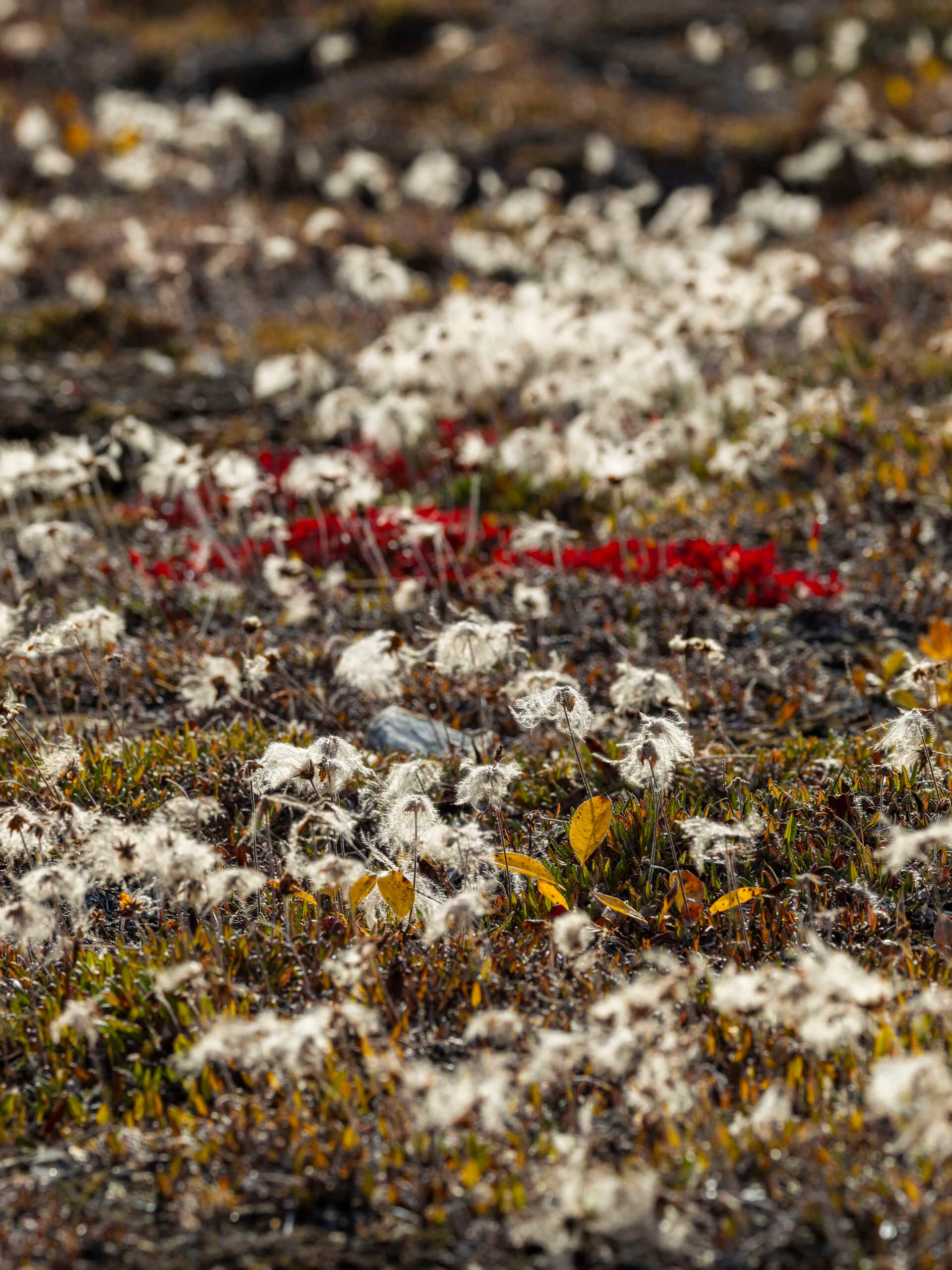 Blomsterbugten, Greenland