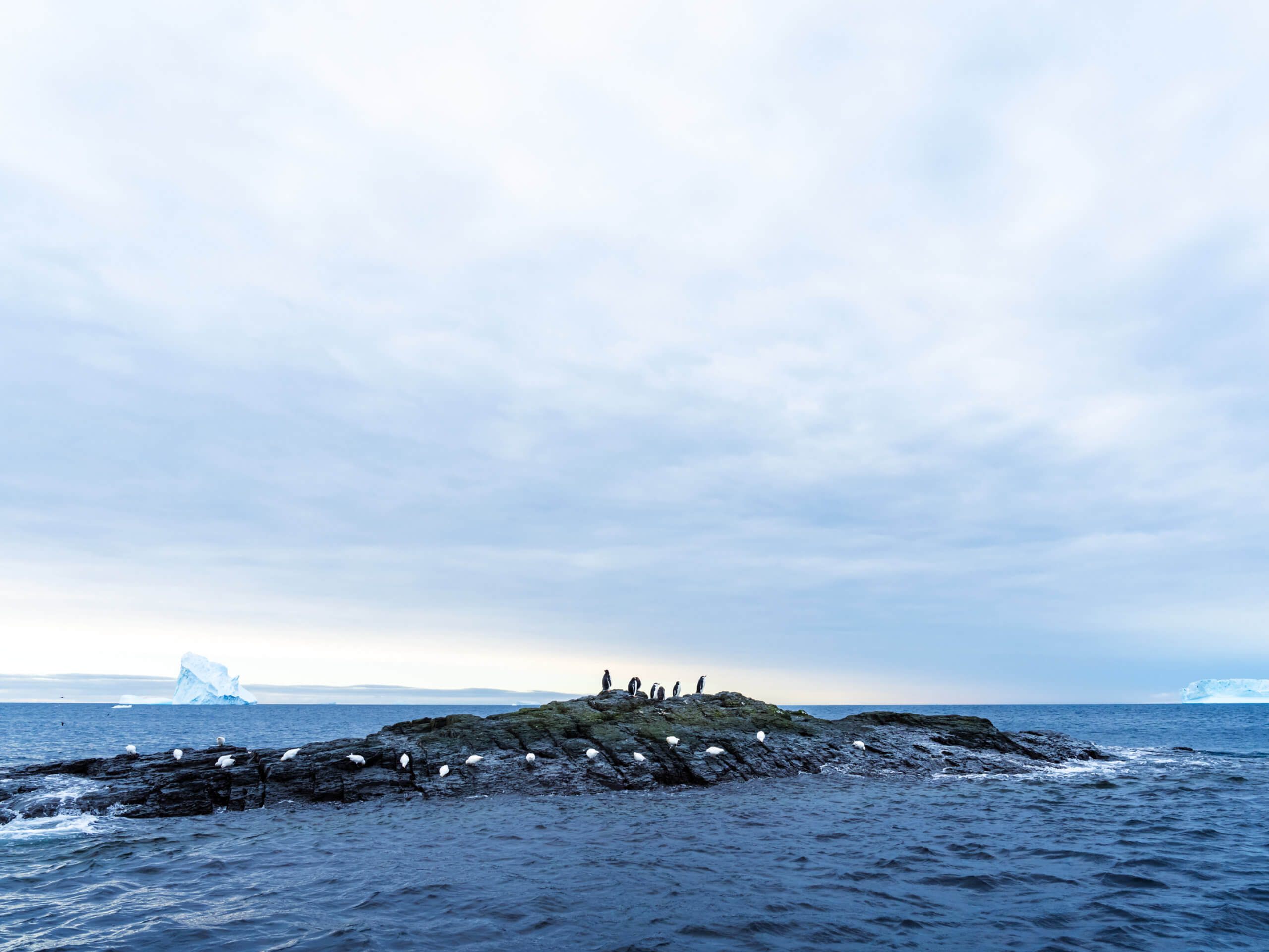 Chinstrap Penguins, Gourdin Island, Antarctica