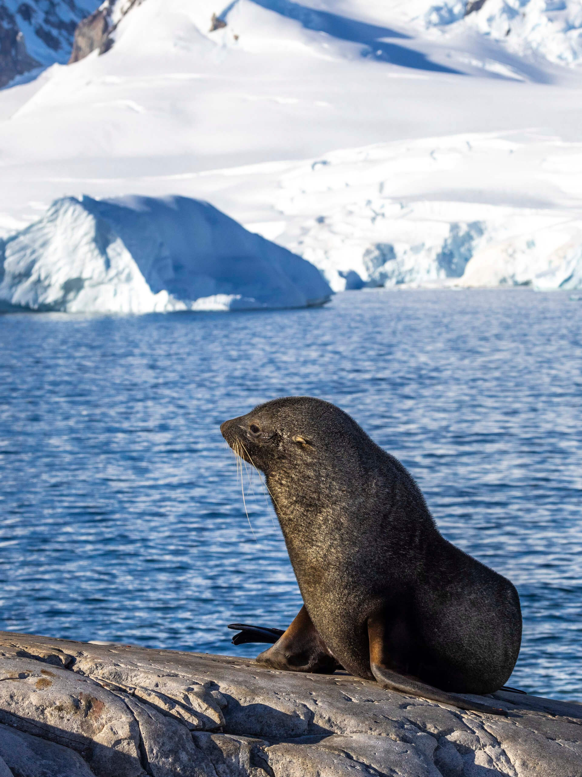 Fur Seal, Portal Point, Antarctica