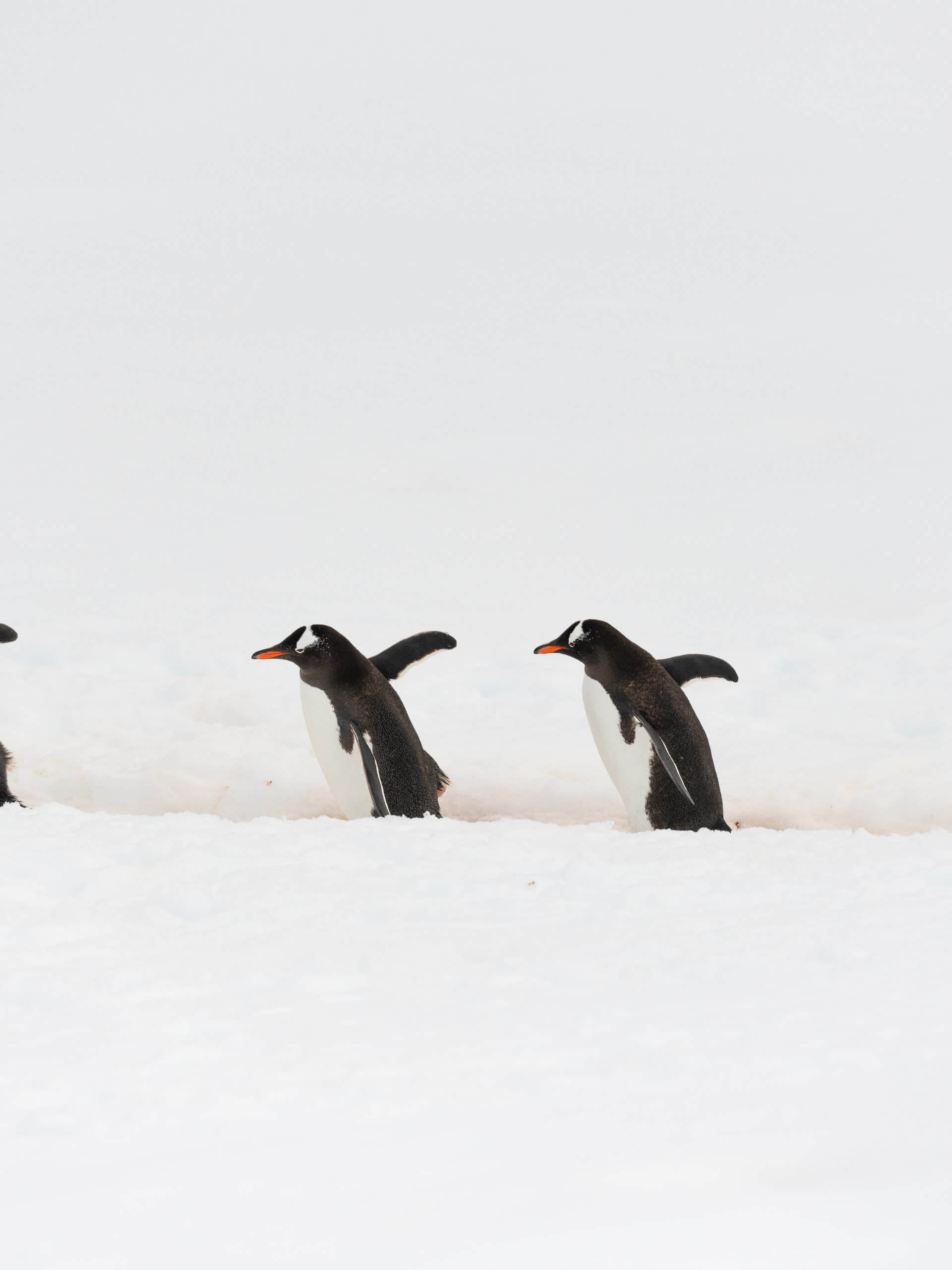 Gentoo Penguin, Antarctica