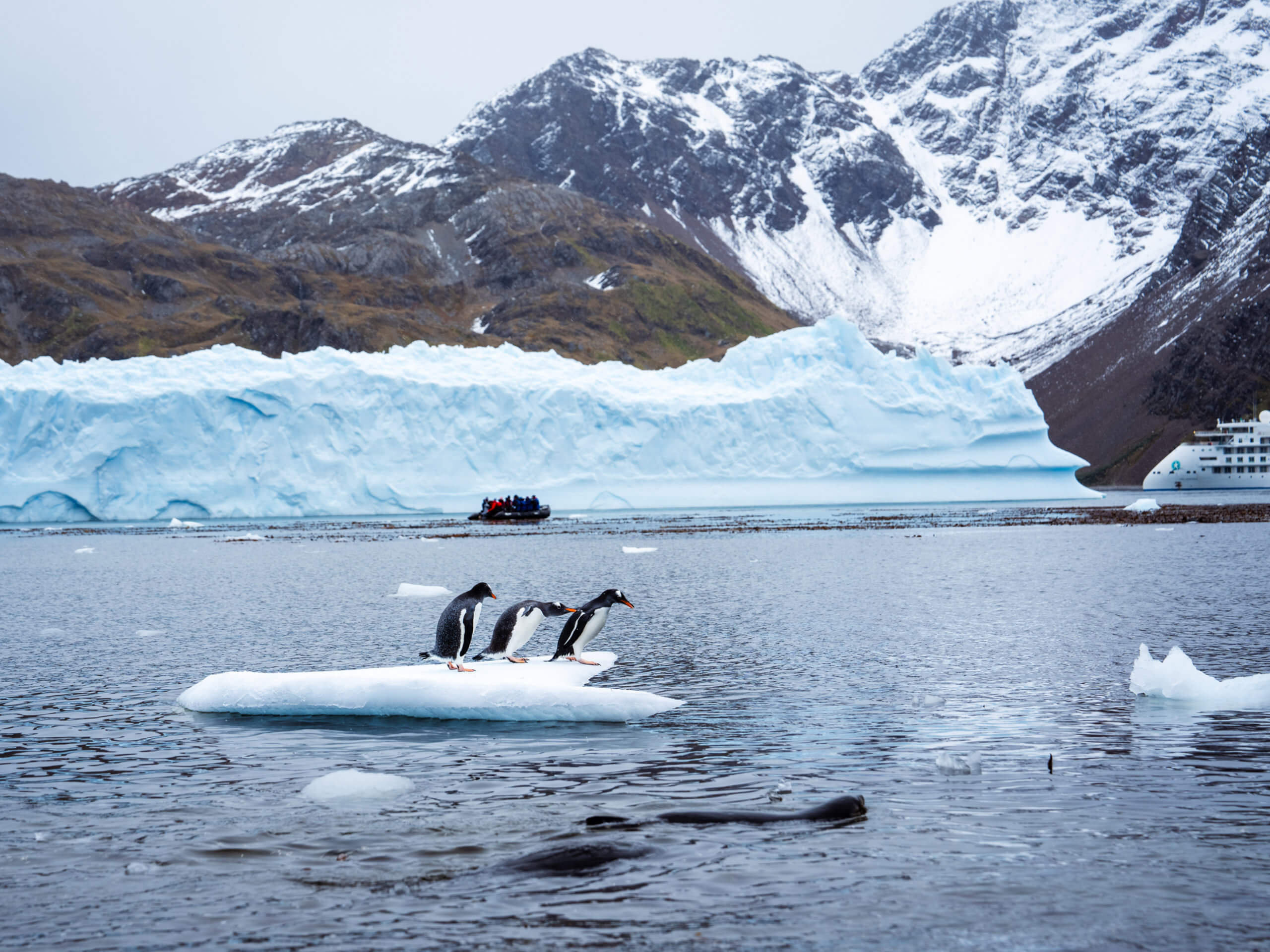 Gentoo Penguins, Godthul, South Georgia