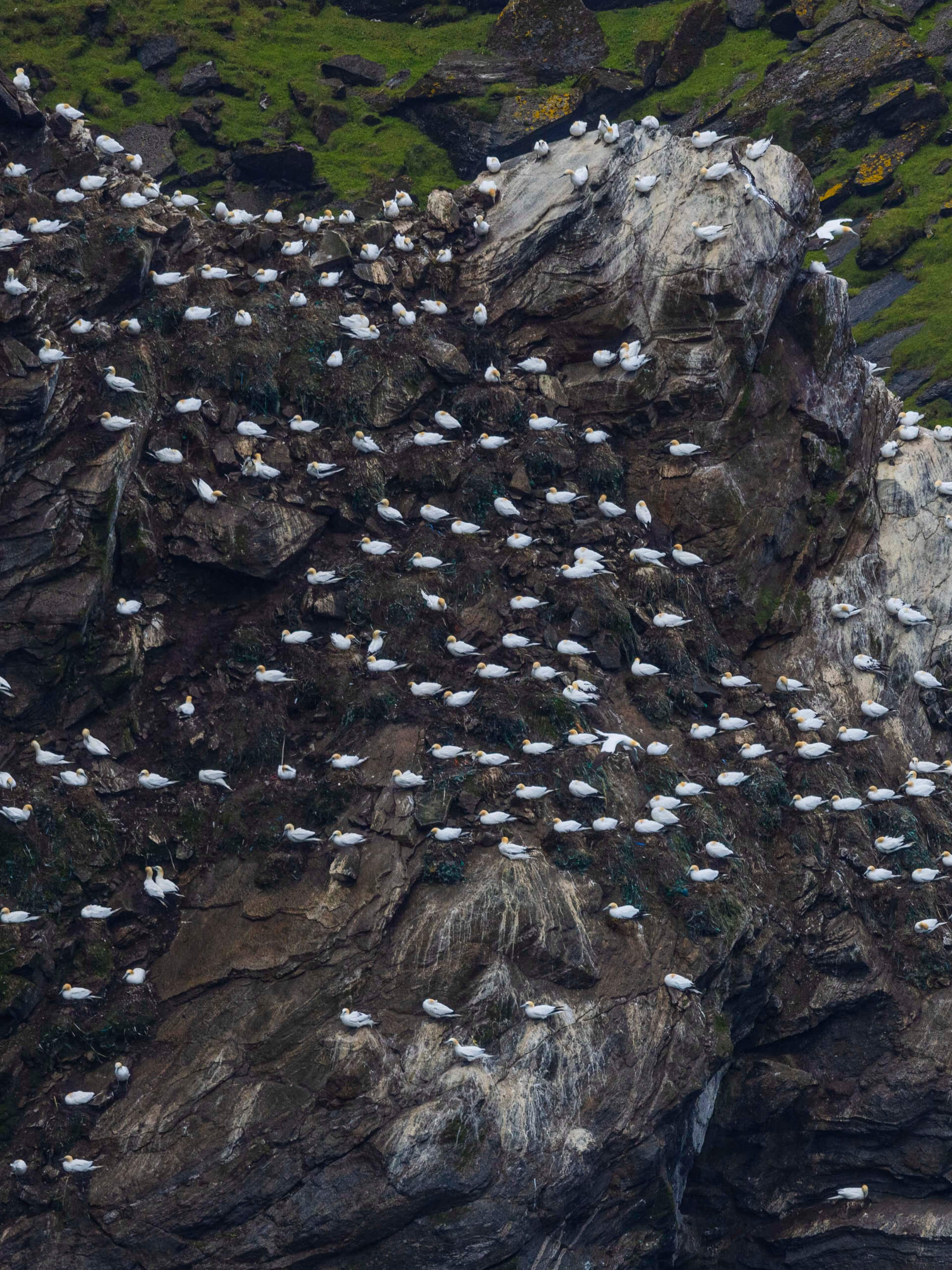 Hermaness, Shetland Islands, Scotland