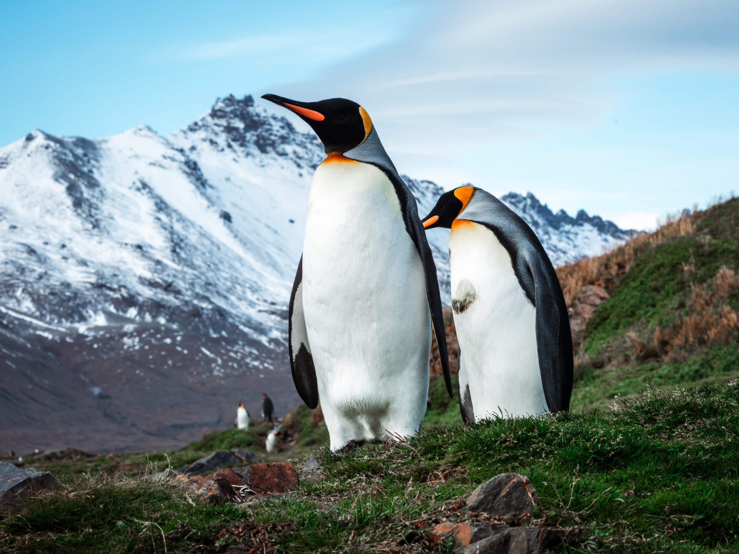 King Penguins, Fortuna Bay, South Georgia