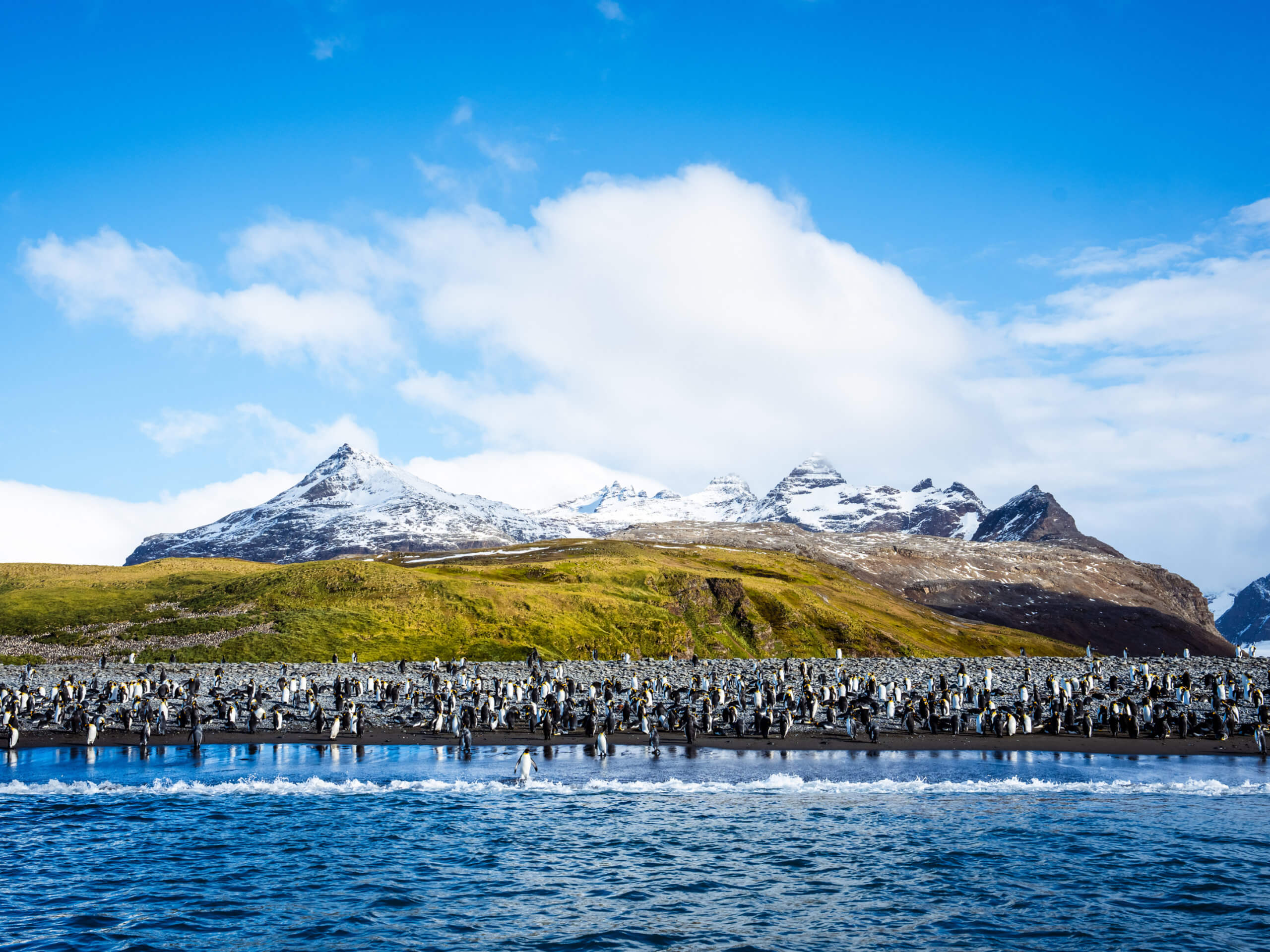 King Penguins, Salisbury Plain, South Georgia