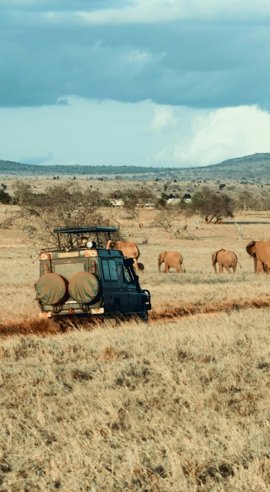 Safari