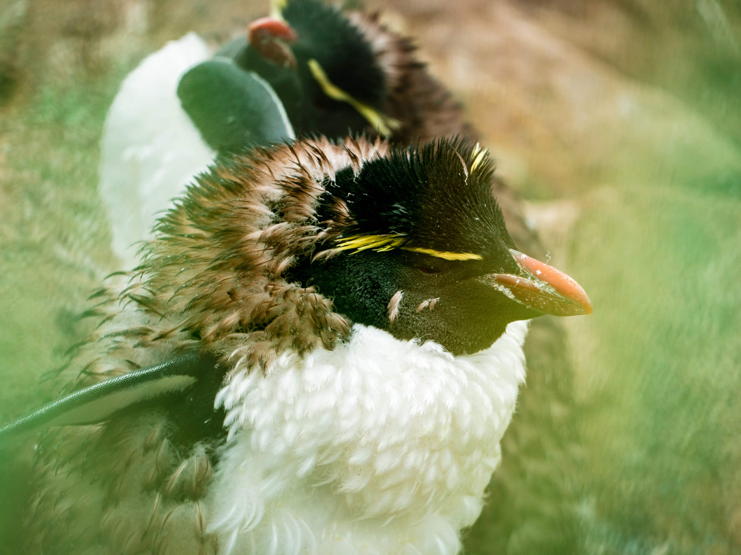 Southern Rockhopper Penguins, West Point Island, Falklands