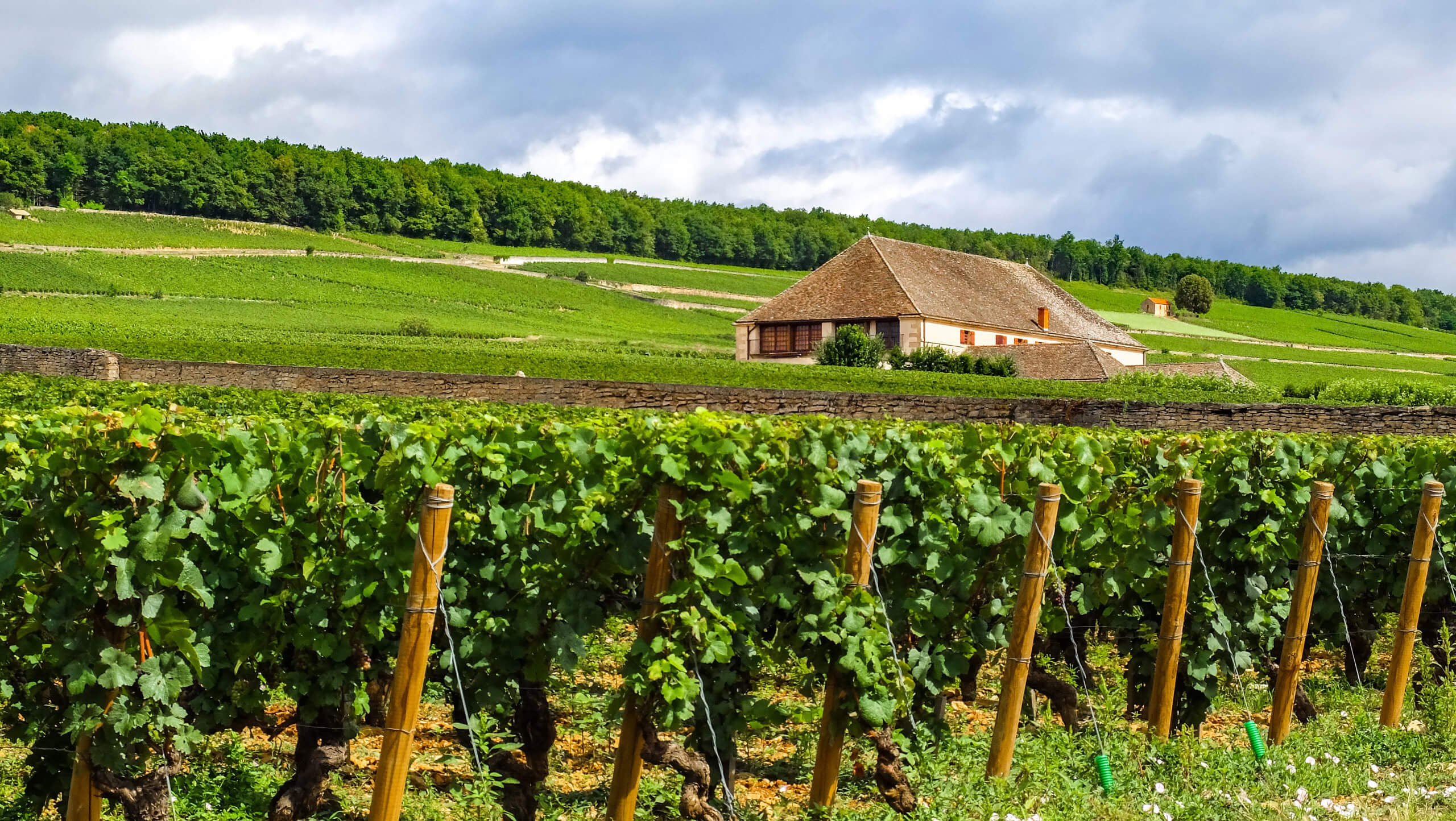 Burgundy & Provence Wine Tour-1