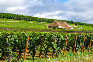 Burgundy & Provence Wine Tour-1