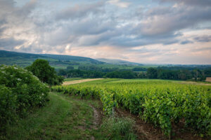 Wine Trails of Provence Tour