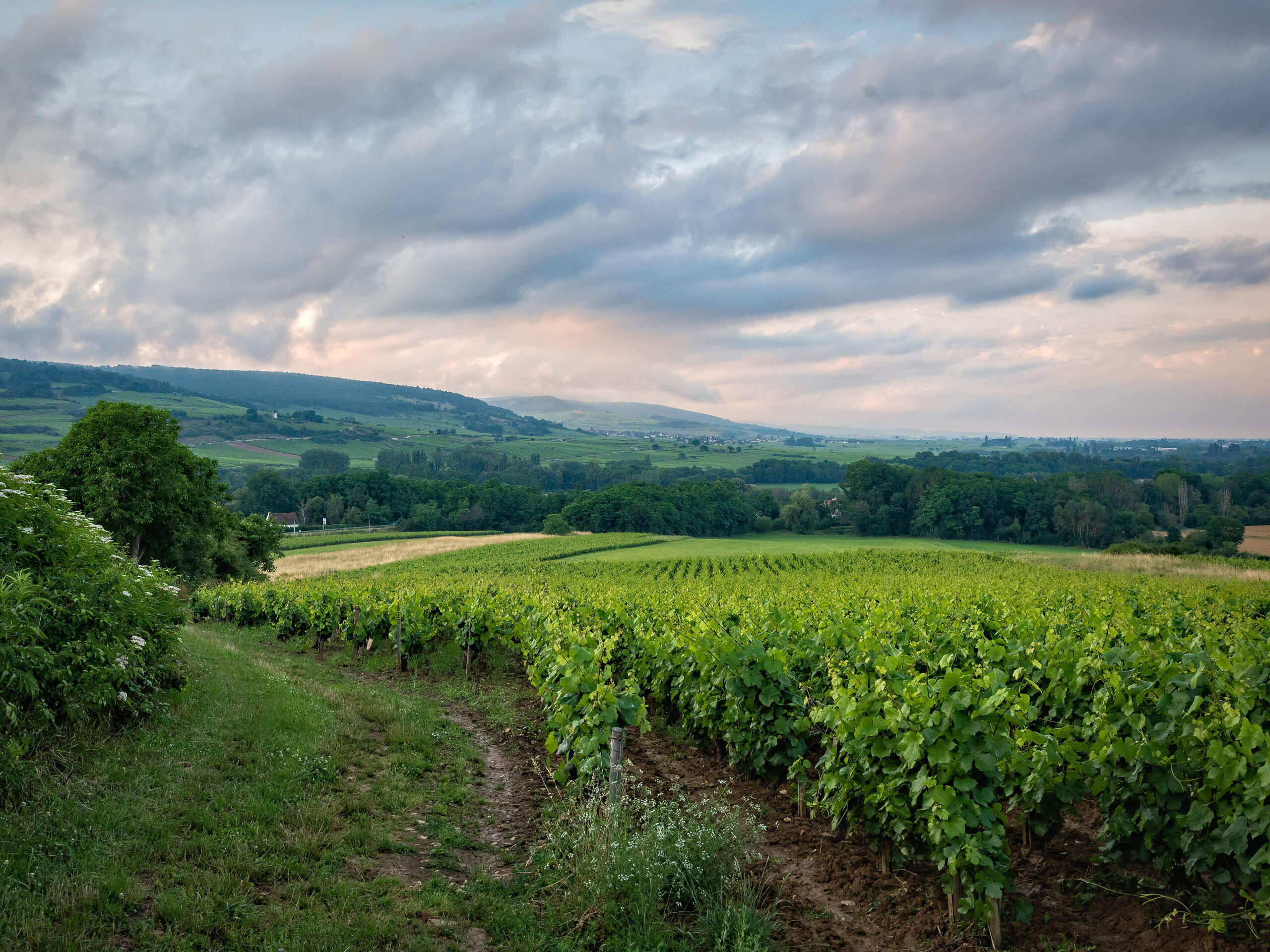 Wine Trails of Provence Tour-6