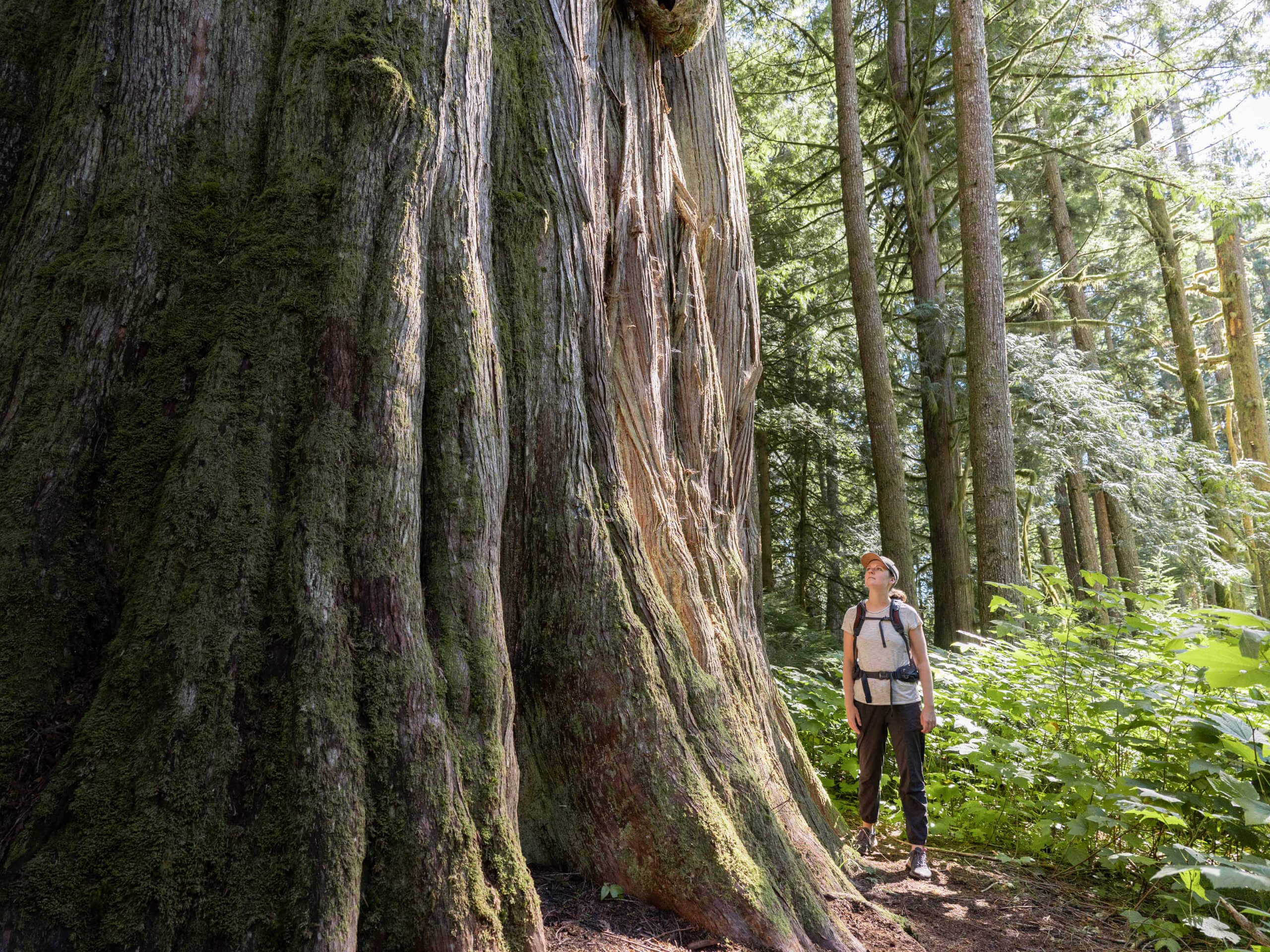 Bella Coola, Giant cedar tree