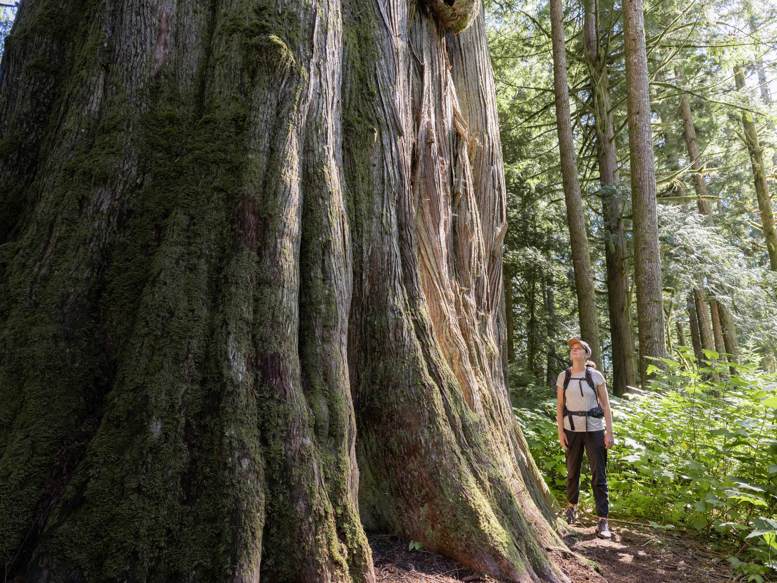 Bella Coola, Giant cedar tree