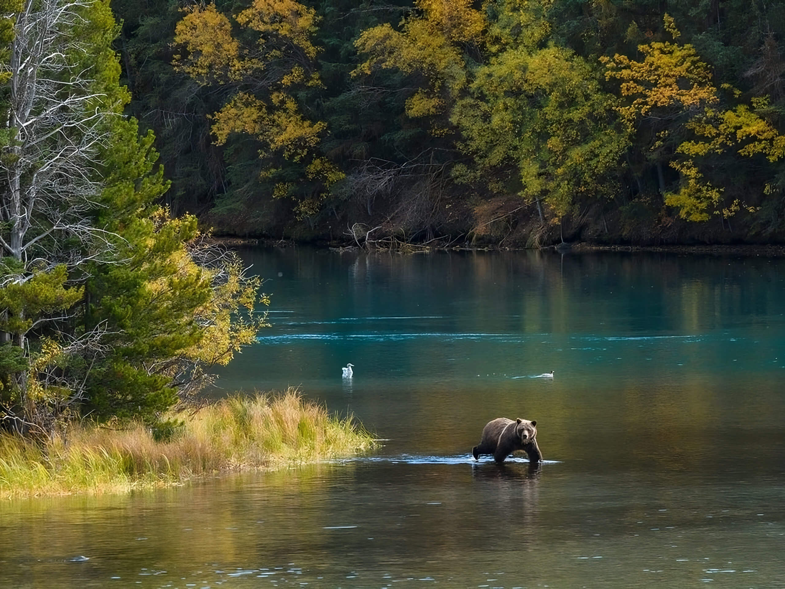 Bella Coola, Grizzly bear viewing tour (cre