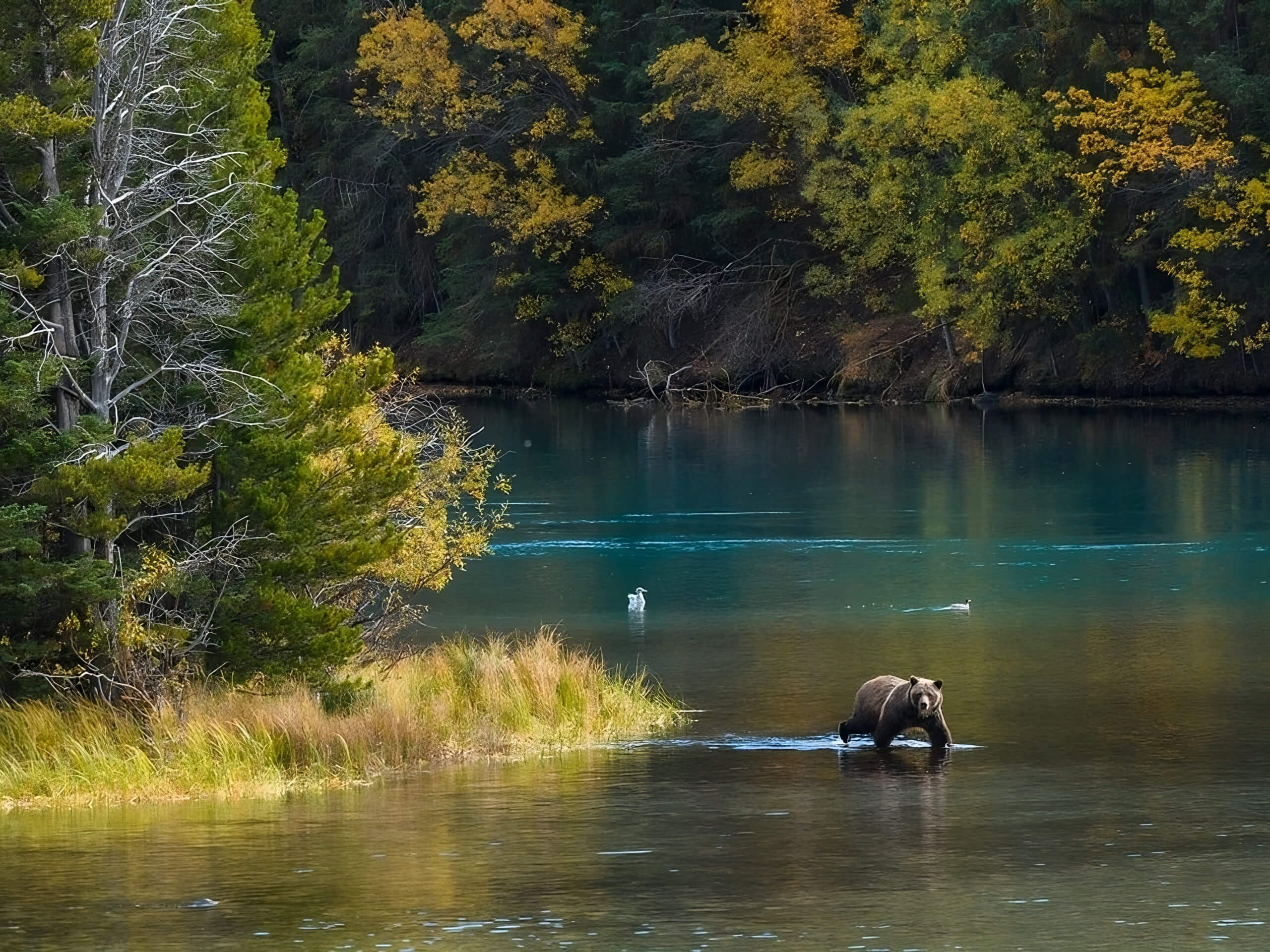 Bella Coola, Grizzly bear viewing tour (cre