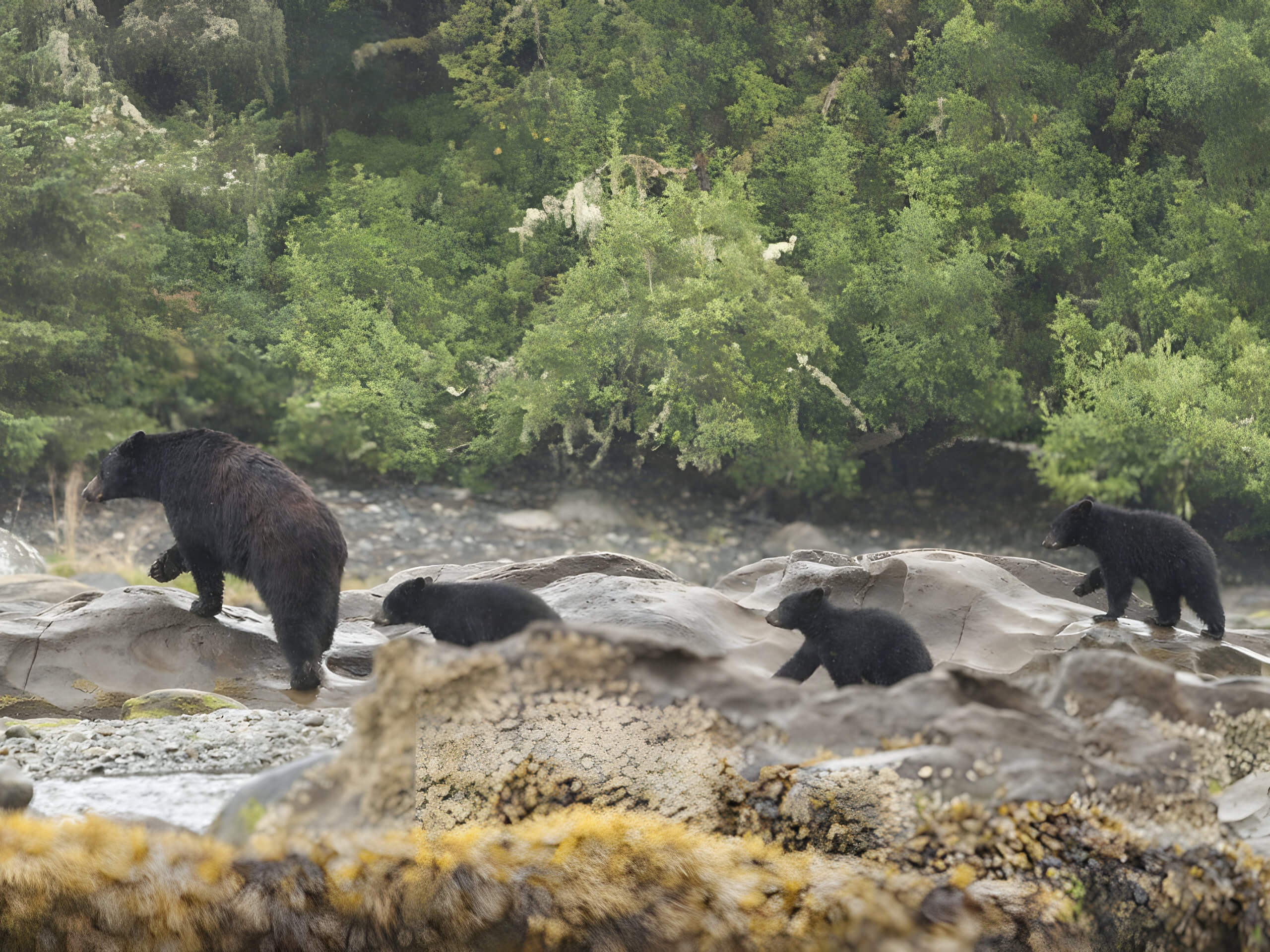 Black bears on the shore