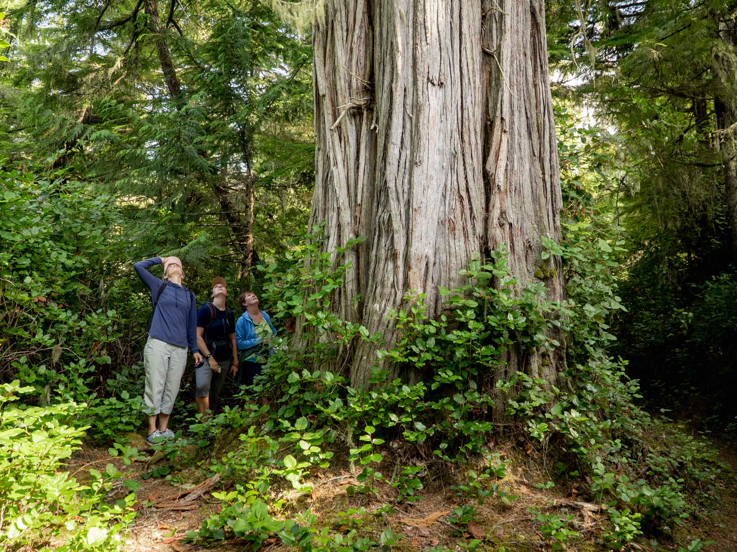 Hiking with cedar trees