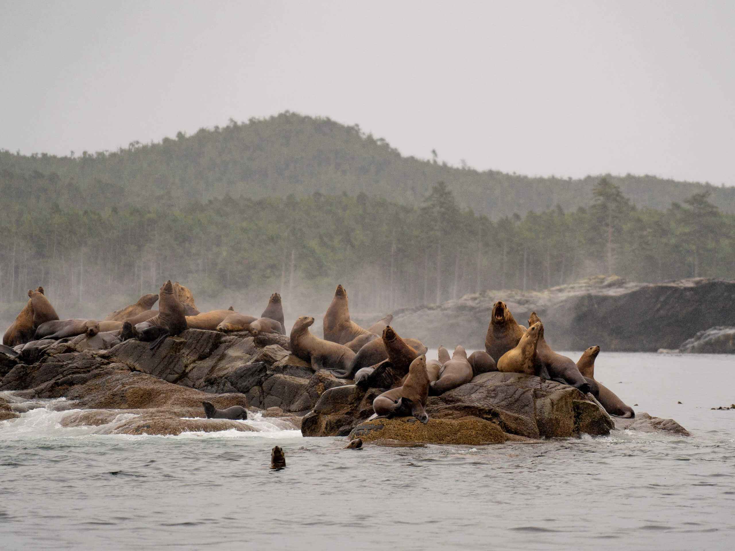 Sea lions resting on the shore