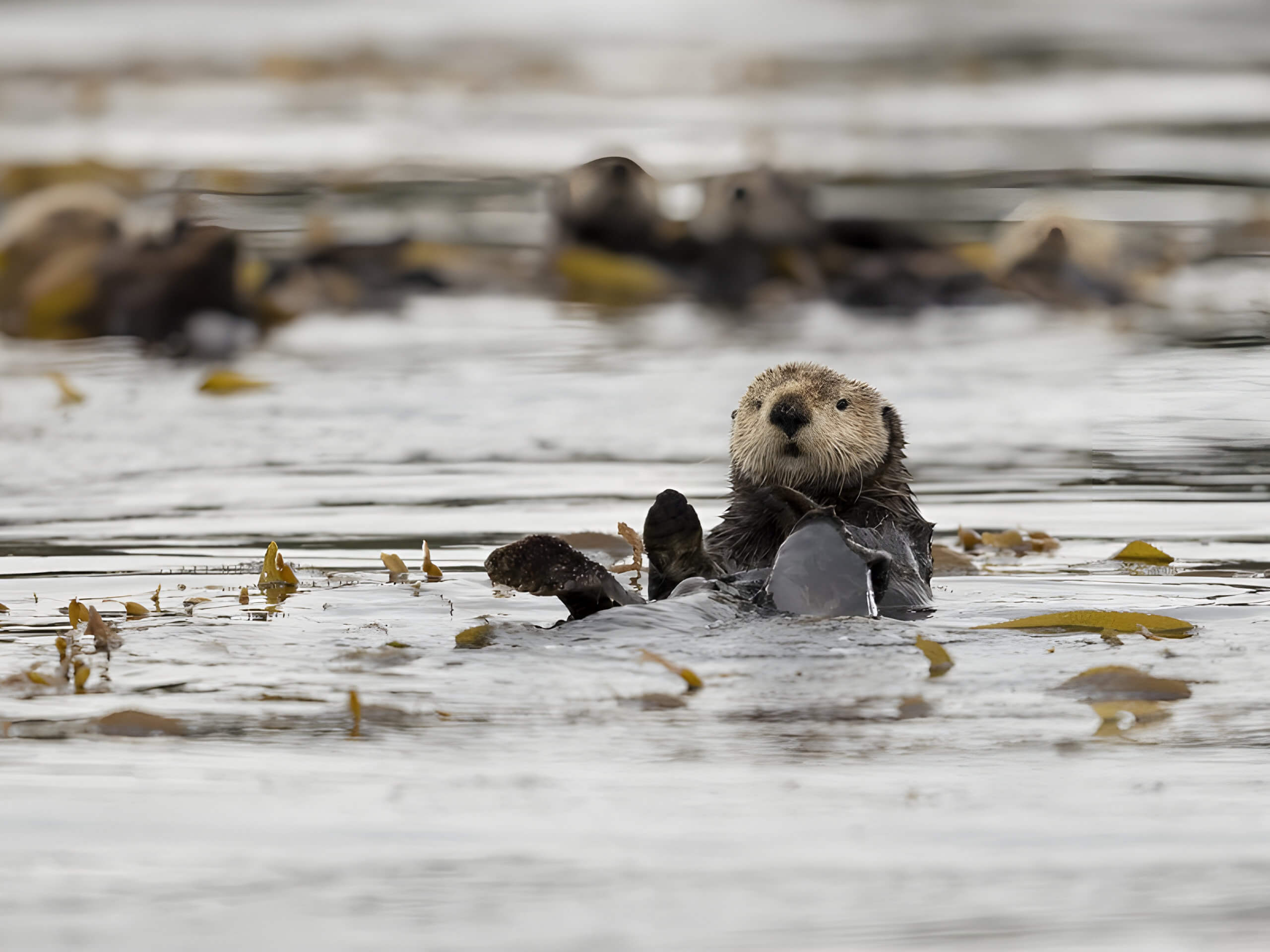 Sea Otter