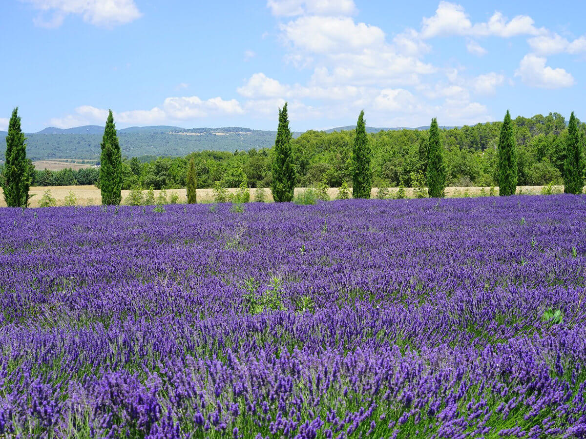 Provence Cycling Adventure Alpilles & Camargue-2