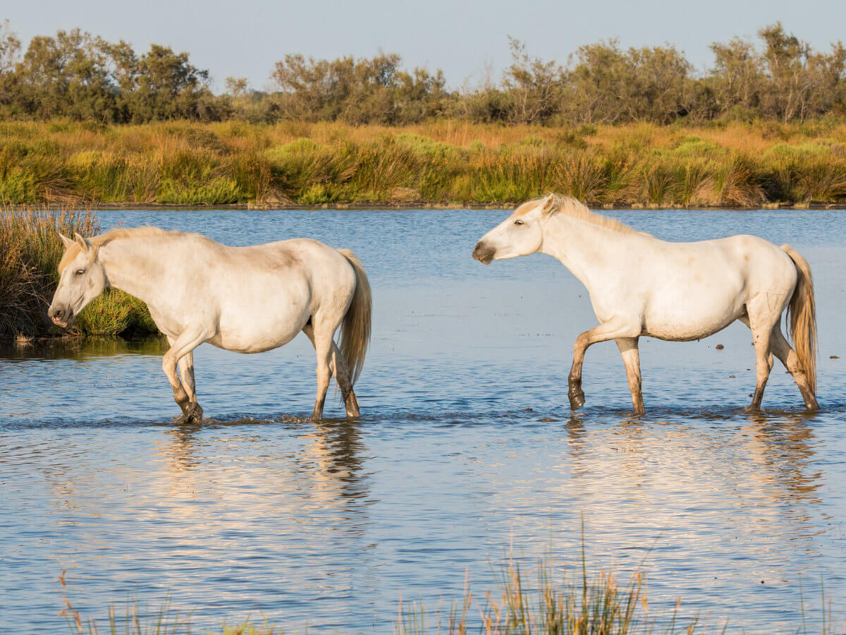 Provence Cycling Adventure Alpilles & Camargue-9